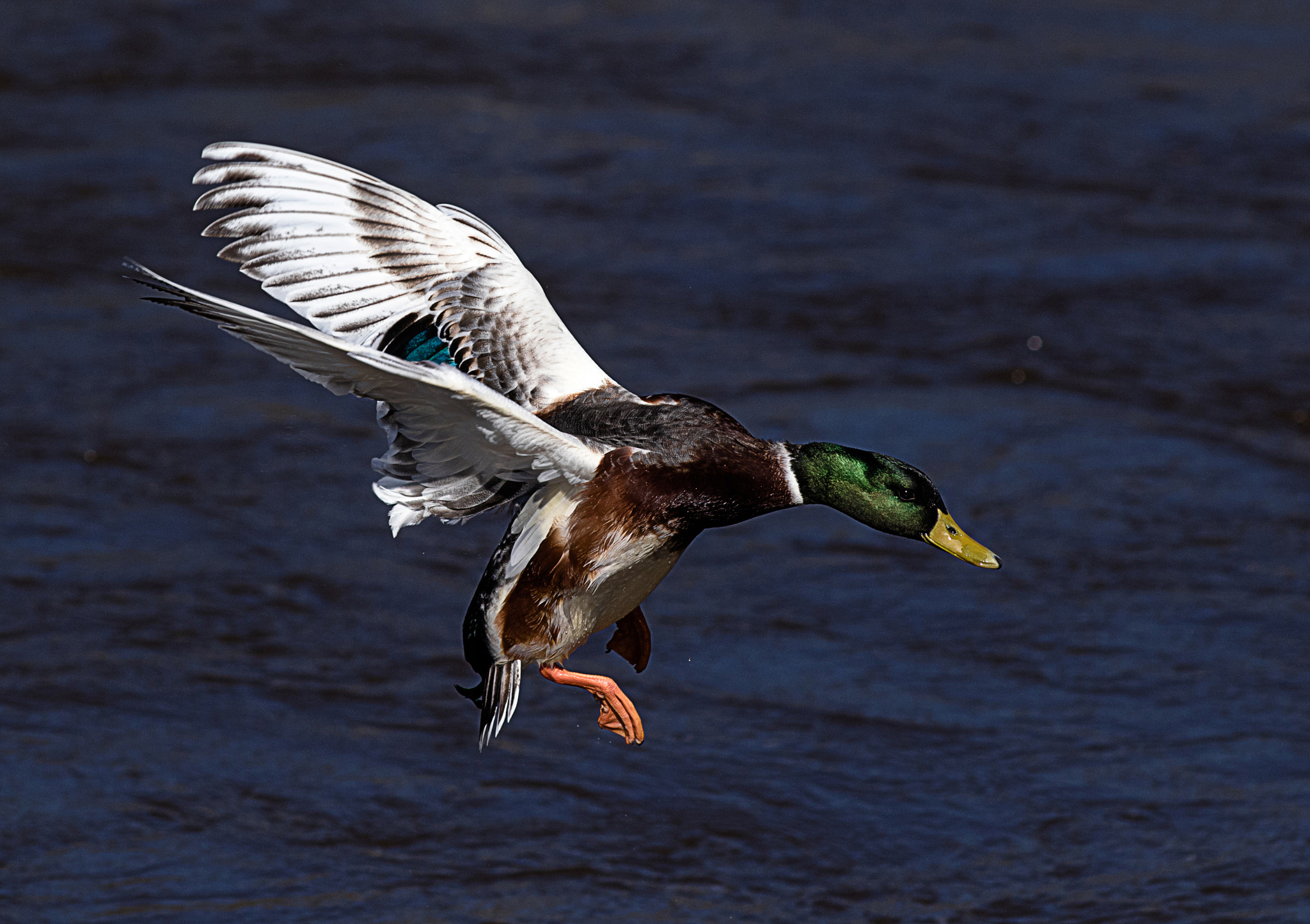 Canon EF 200mm F2.8L II USM sample photo. Flying duck photography