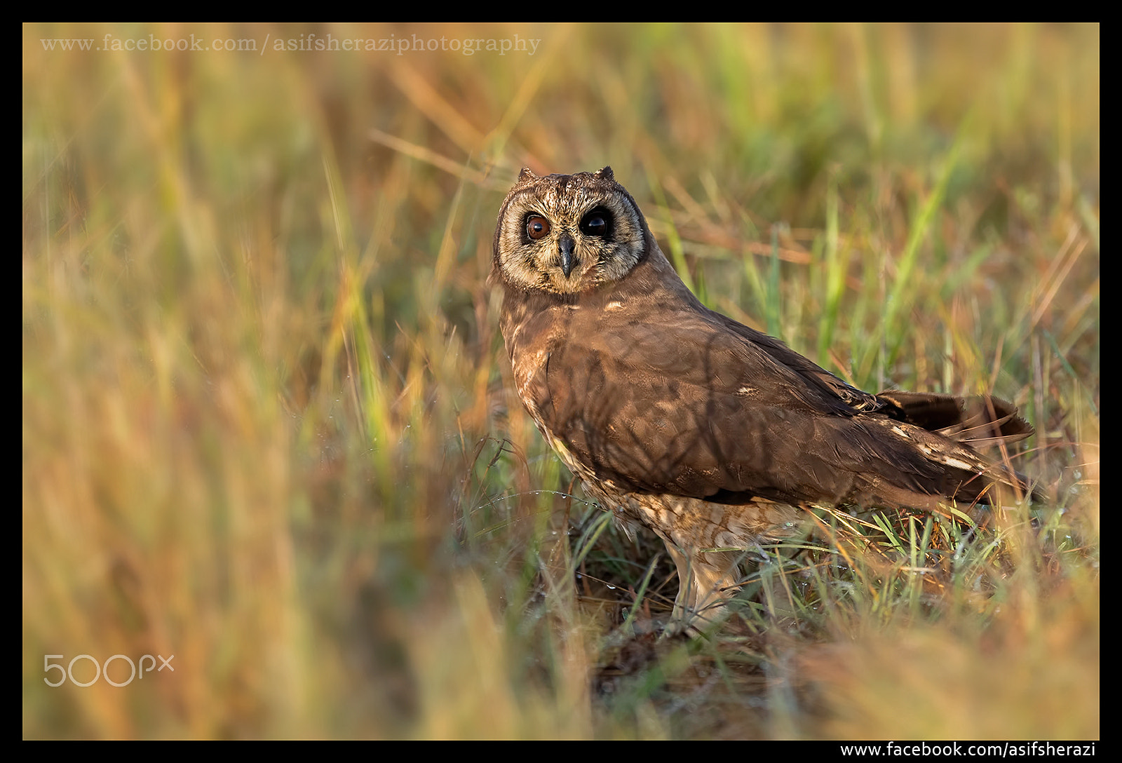 Nikon D5 + Nikon AF-S Nikkor 600mm F4E FL ED VR sample photo. Beauty of the nature photography