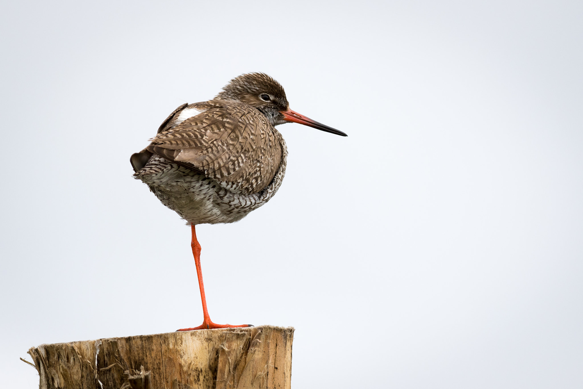 Canon EOS 7D Mark II + Canon EF 300mm F2.8L IS USM sample photo. Rødben photography