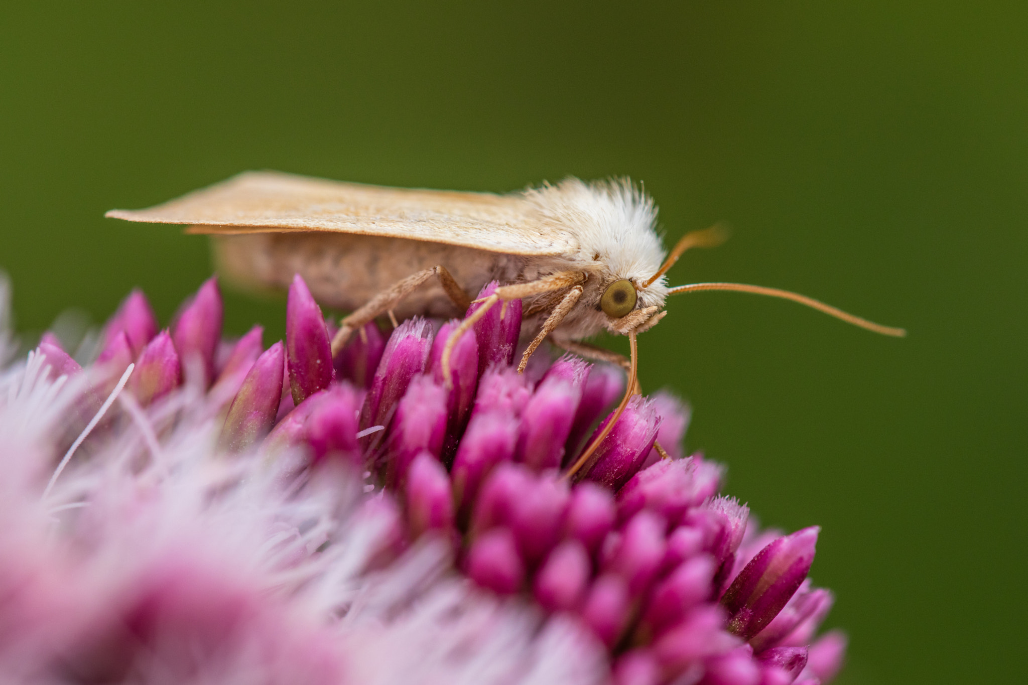 Canon EF 180mm F3.5L Macro USM sample photo. Tagrørugle arenostola phragmitidis photography