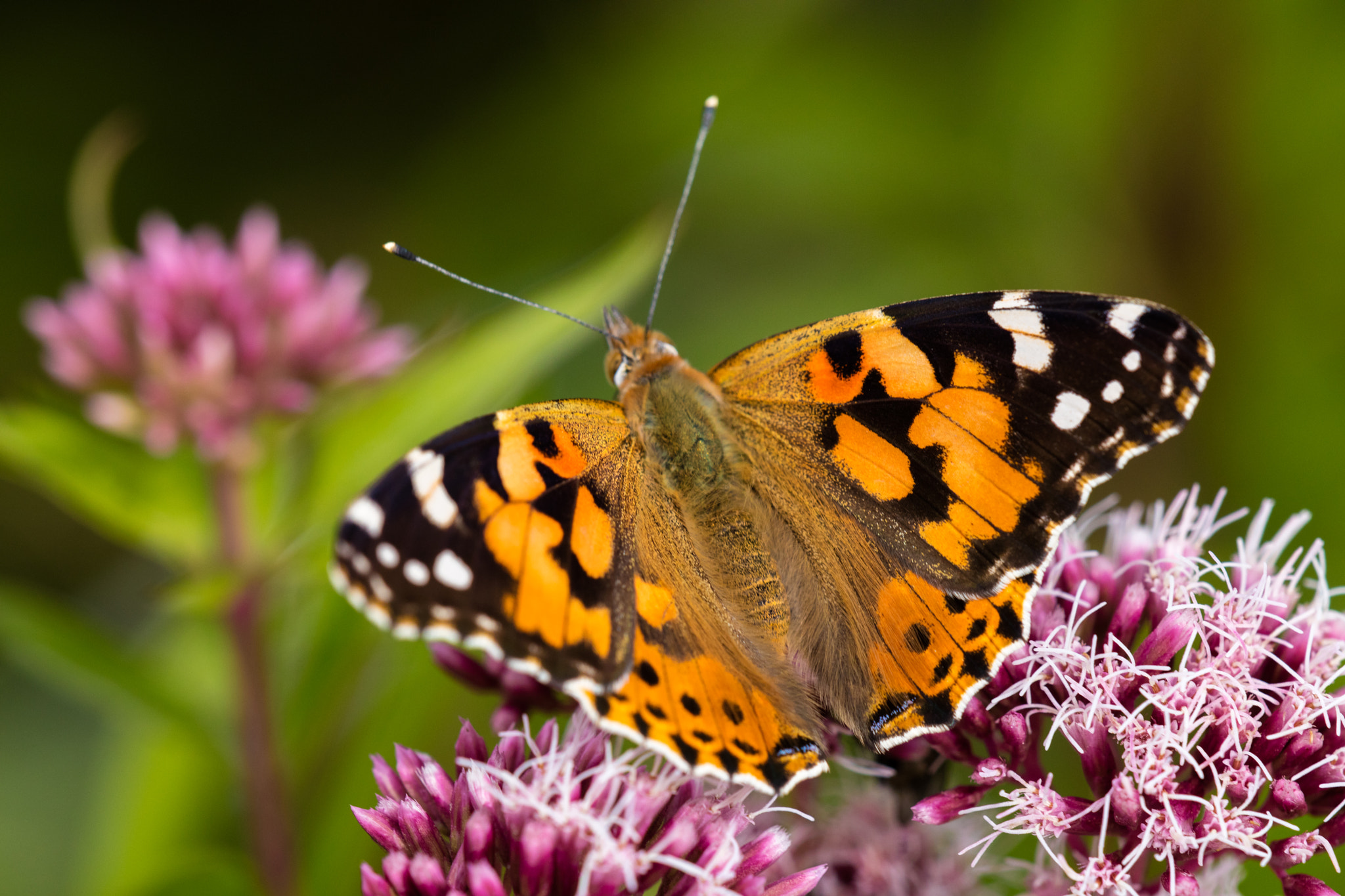 Canon EF 180mm F3.5L Macro USM sample photo. Tidselsommerfugl vanessa cardui photography