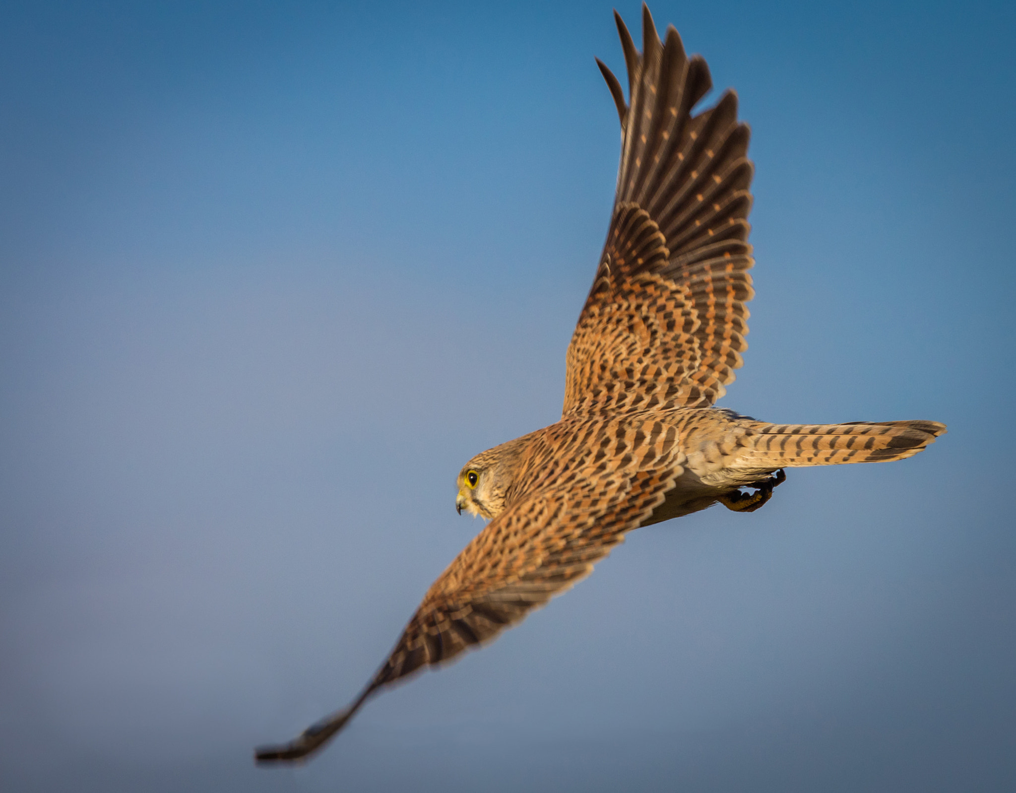Canon EF 300mm F2.8L IS USM sample photo. Tårnfalk photography