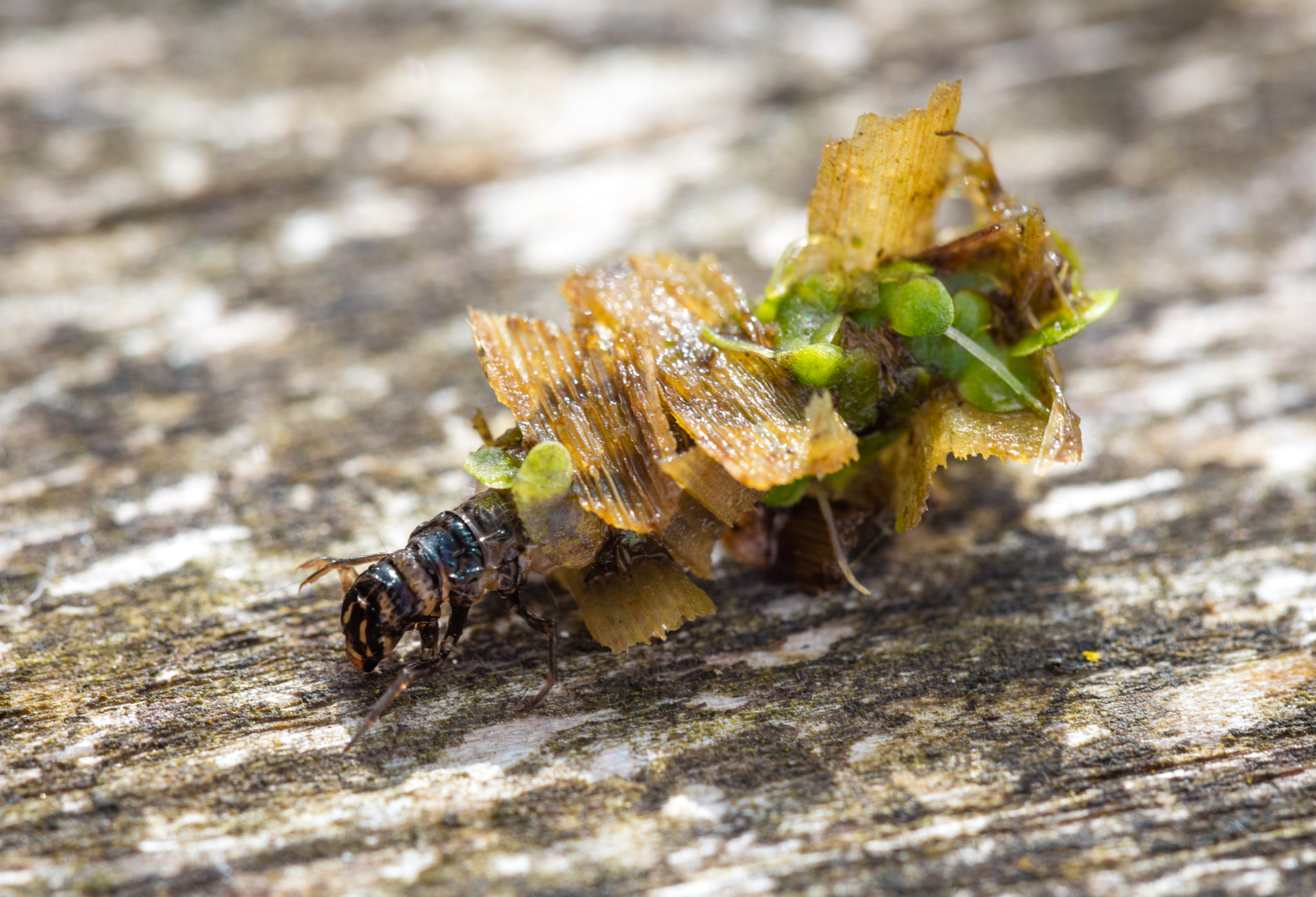 Canon EF 180mm F3.5L Macro USM sample photo. Vårfluelarve photography