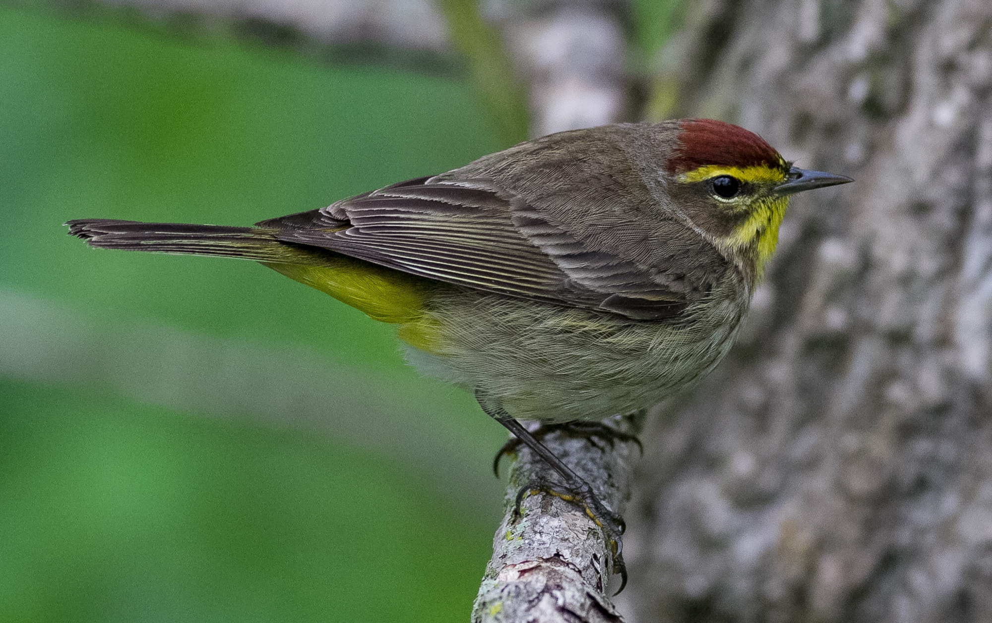 Canon EOS 7D + Canon EF 400mm F5.6L USM sample photo. Palm warbler #3 photography