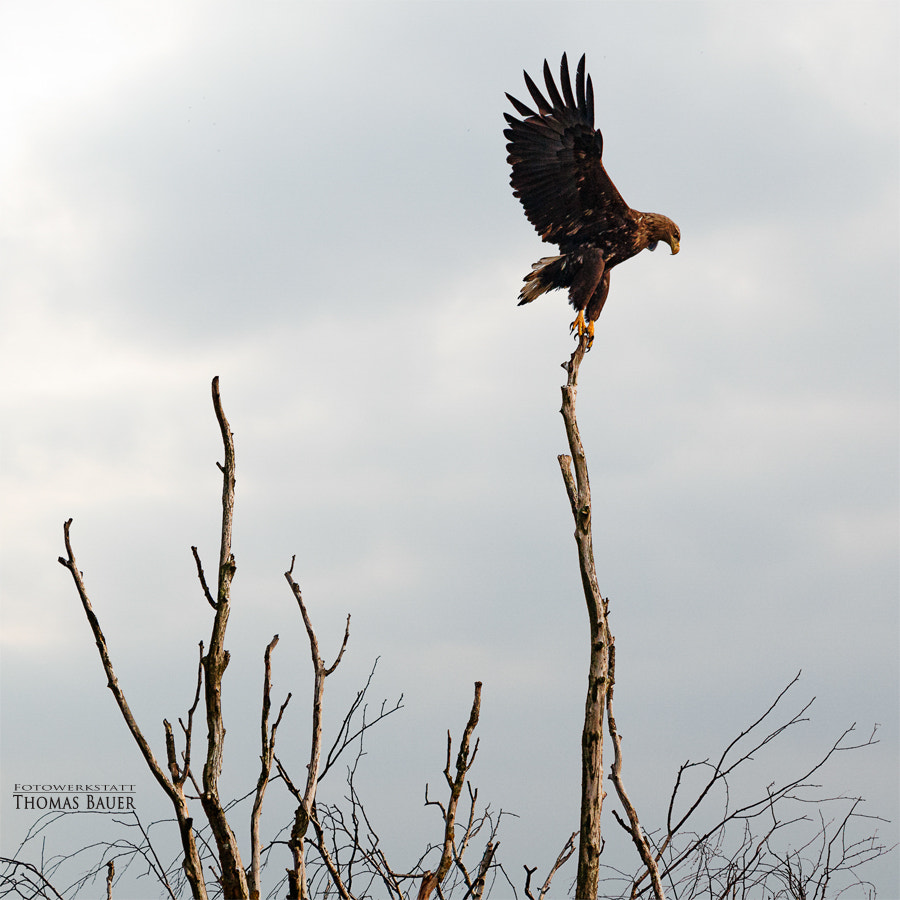 Canon EOS 70D sample photo. Seeadler  -  white-tailed eagle photography