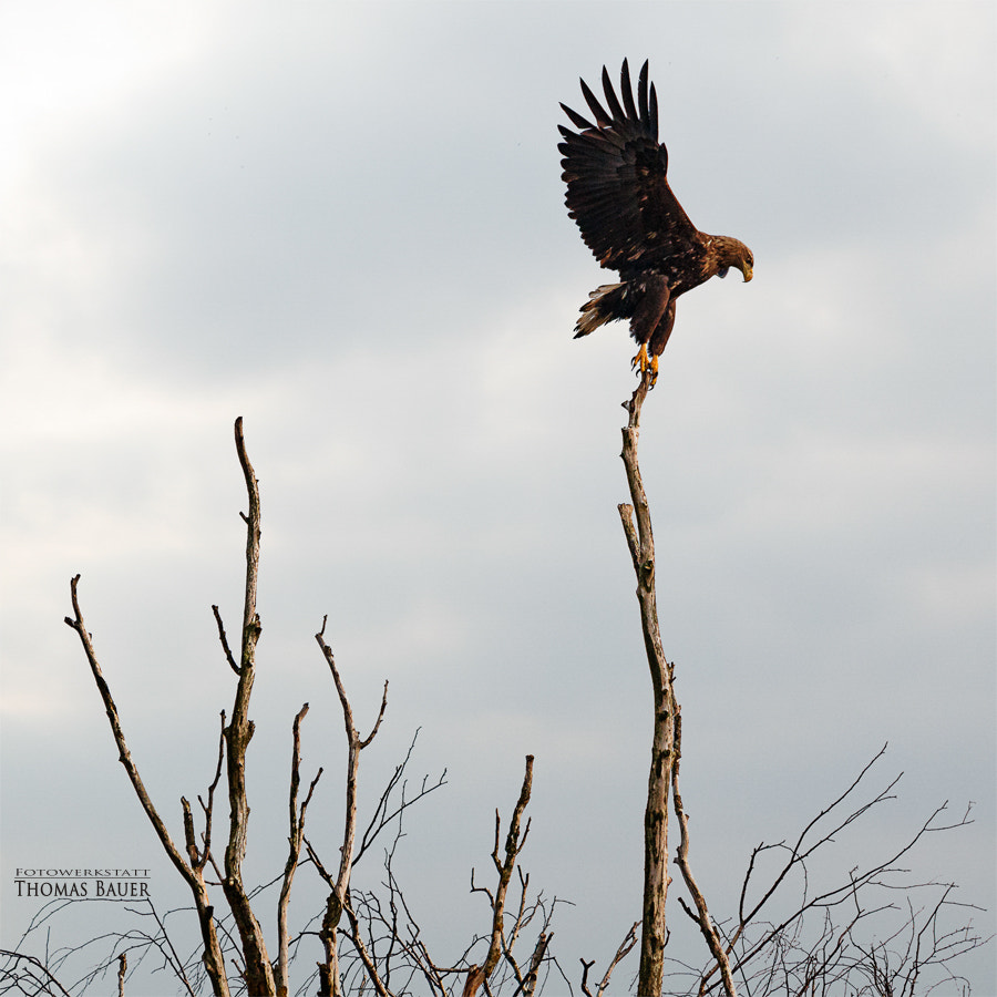 Sigma 150-500mm F5-6.3 DG OS HSM sample photo. Seeadler  -  white-tailed eagle photography