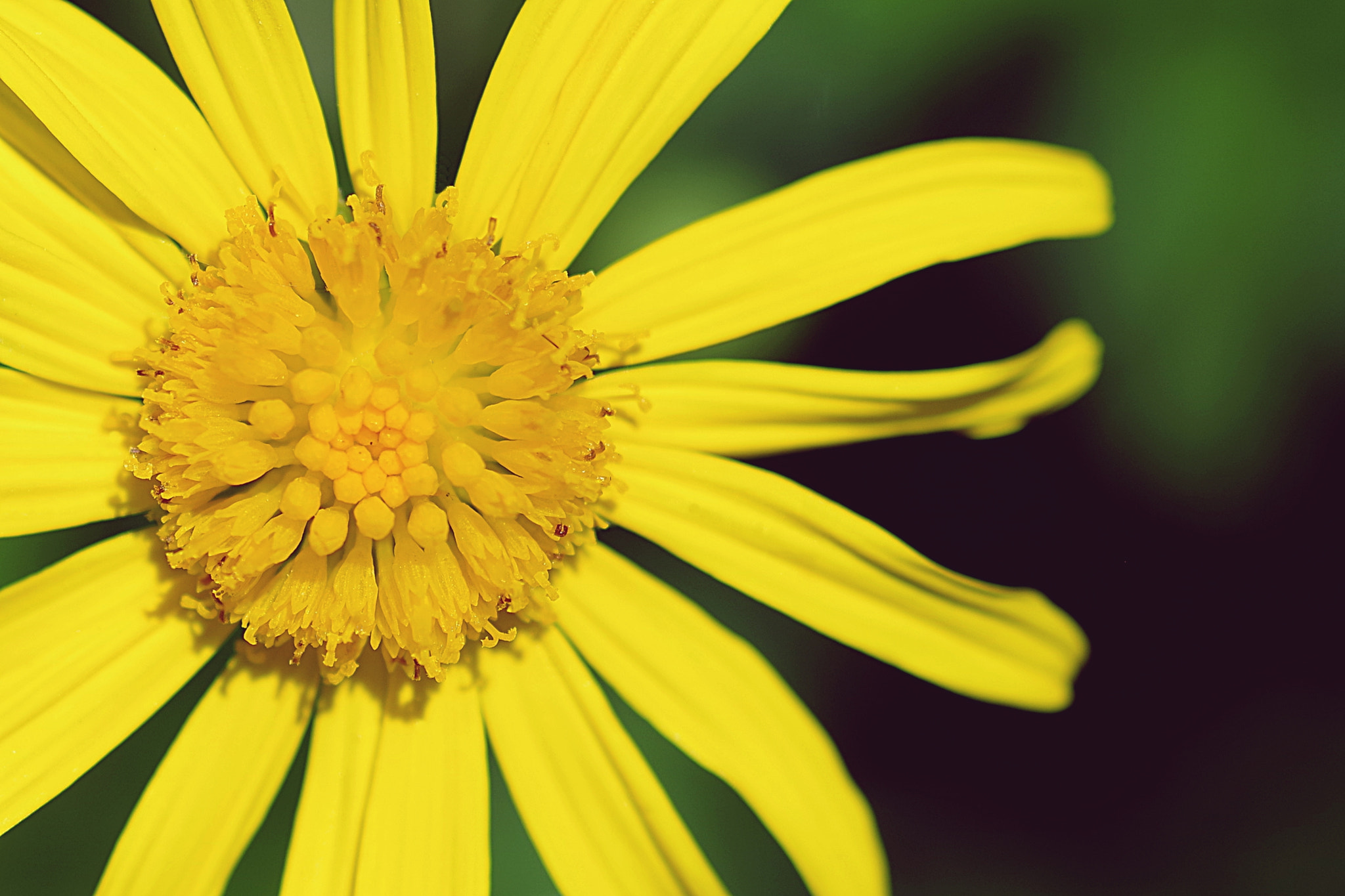 Pentax smc D-FA 100mm F2.8 Macro WR sample photo. Belleza natural photography