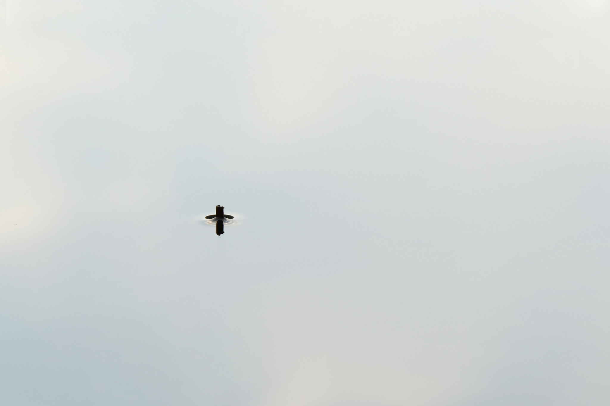 Fujifilm XF 50-140mm F2.8 R LM OIS WR sample photo. A bit of reed photography