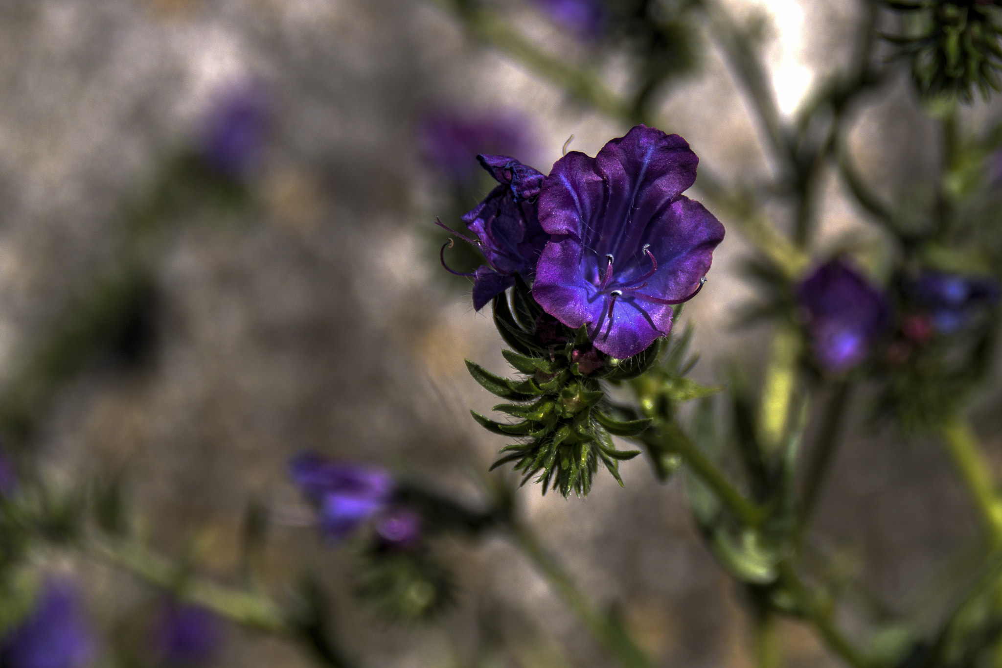 Nikon D3200 sample photo. Beijo photography