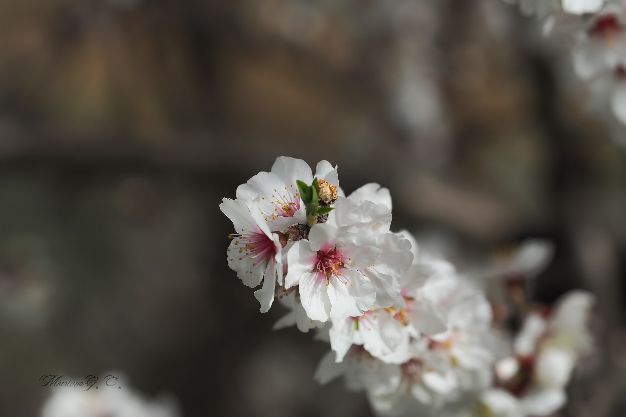 Olympus OM-D E-M5 II + Olympus M.Zuiko Digital ED 40-150mm F2.8 Pro sample photo. Flor prunus dulcis photography