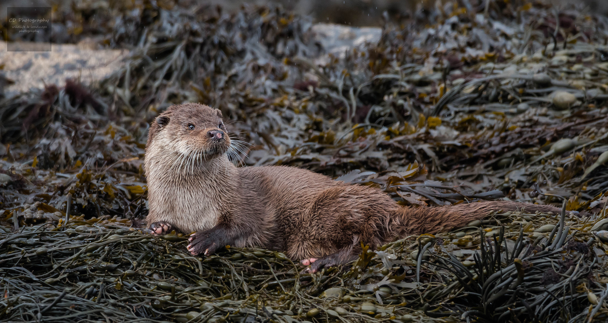 150-600mm F5-6.3 DG OS HSM | Contemporary 015 sample photo. Otter photography