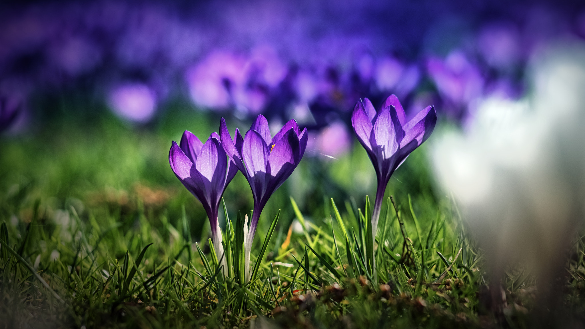 Sony a7 II + Canon EF 40mm F2.8 STM sample photo. Signs of spring photography