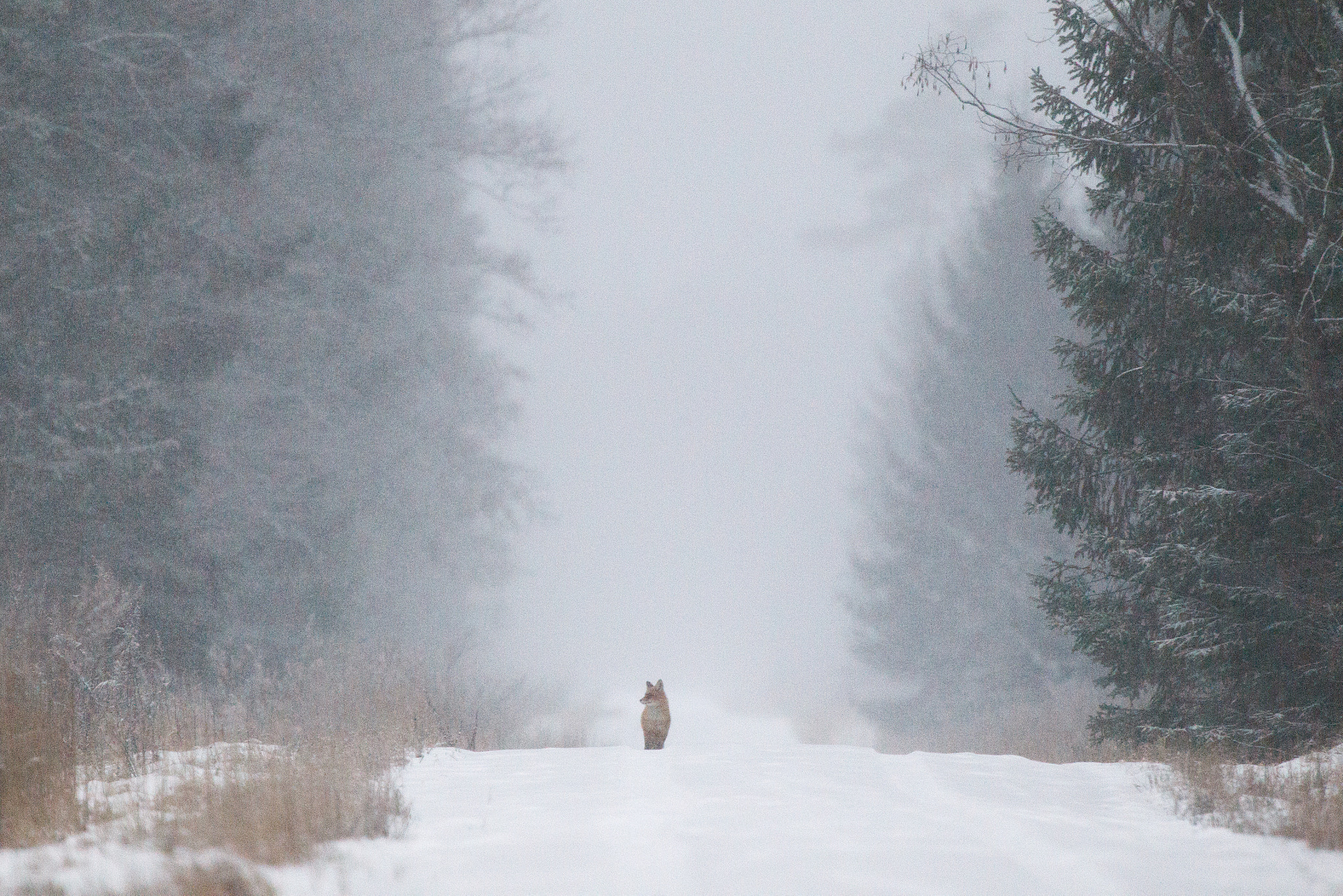 Canon EF 300mm F2.8L IS USM sample photo. Looking for the spring photography