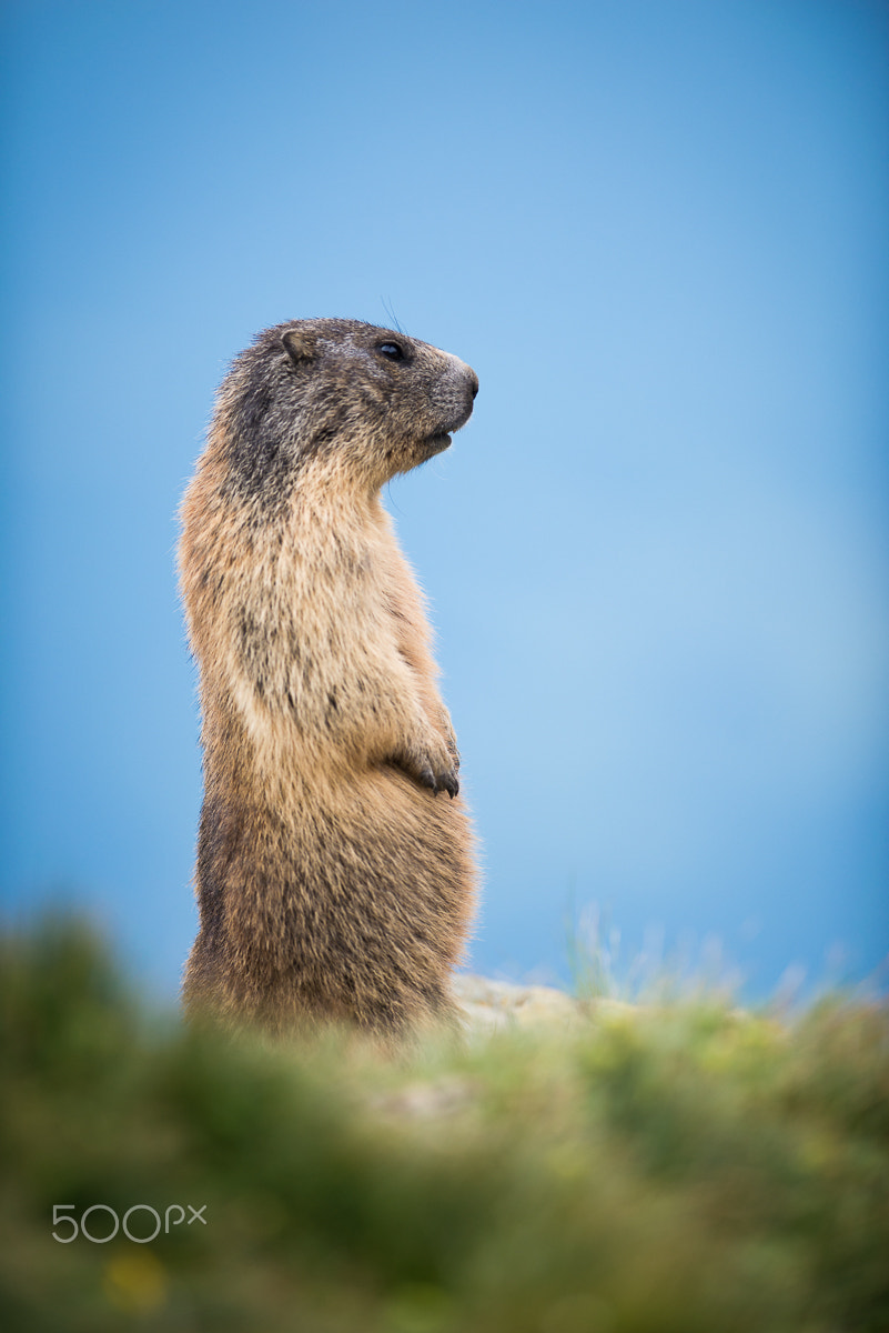 Nikon AF-S Nikkor 300mm F2.8G ED-IF VR sample photo. Marmot on guard photography