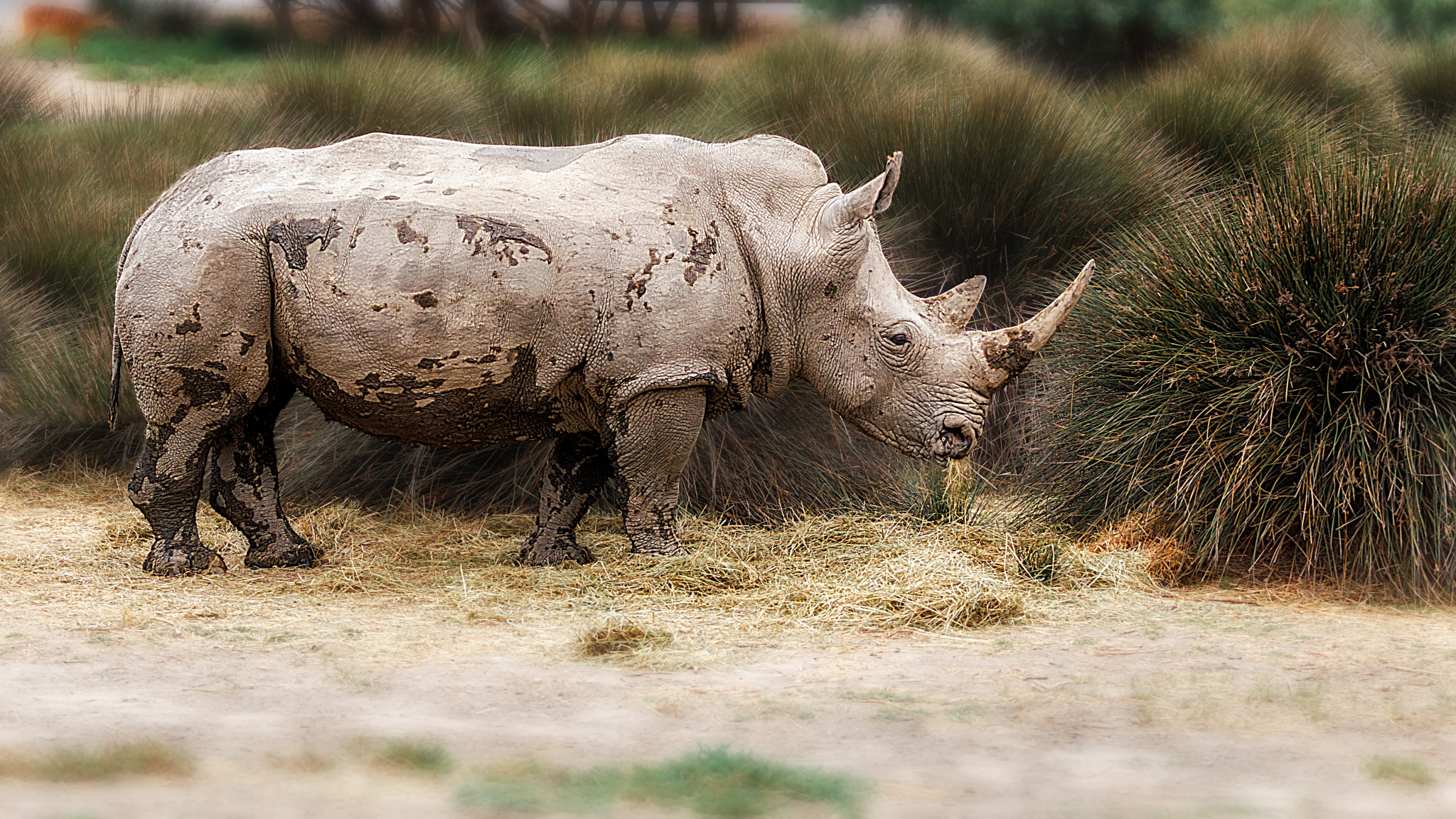 Canon EOS 80D + Canon EF 70-200mm F4L USM sample photo. Rinoceronte pastando (rhino grazing) photography