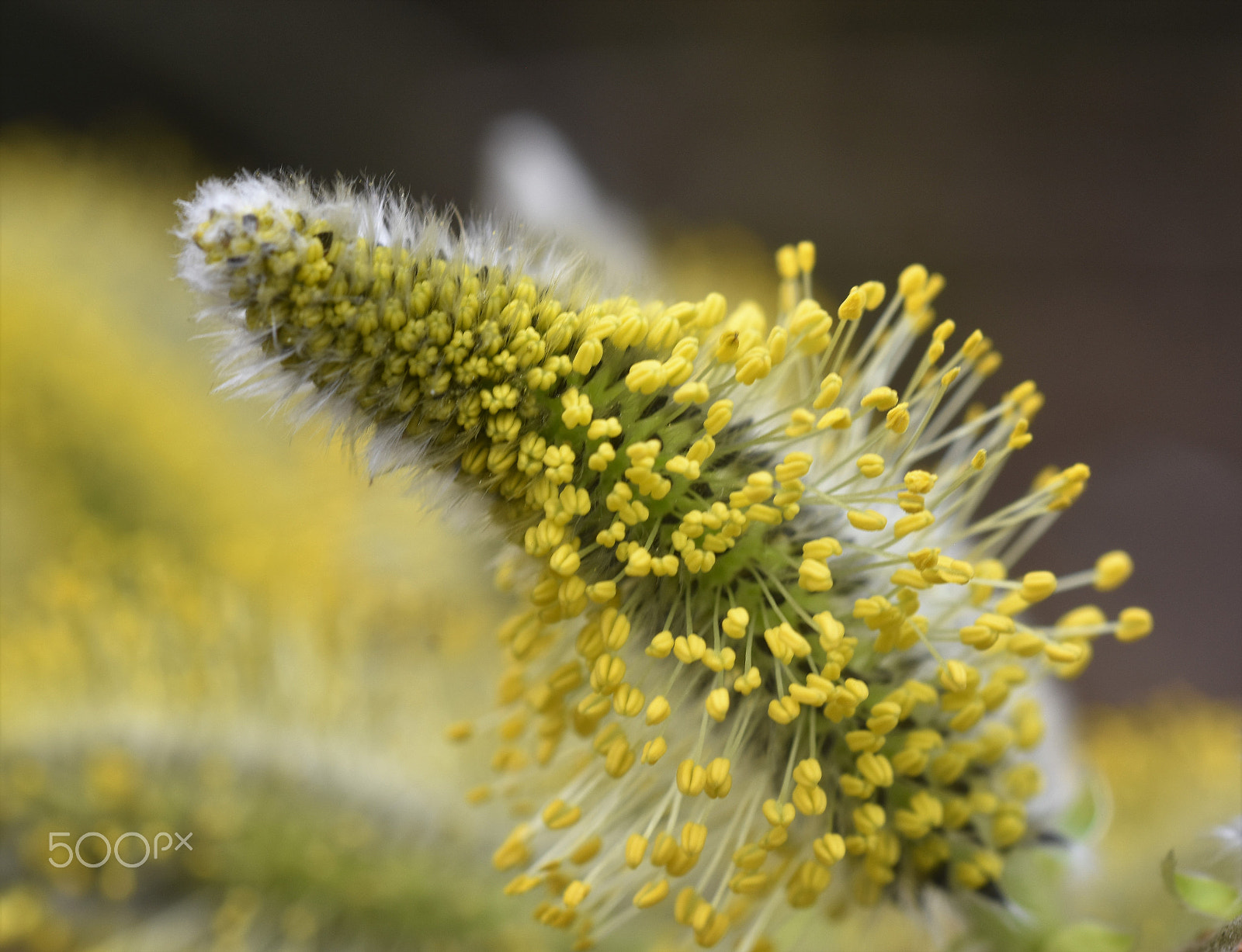 AF Micro-Nikkor 60mm f/2.8 sample photo. Unfold photography