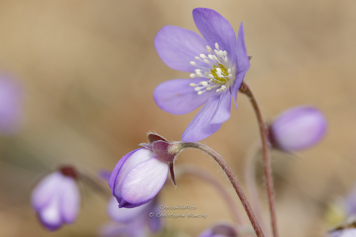 Sigma 105mm F2.8 EX DG Macro sample photo. Spring is coming... photography