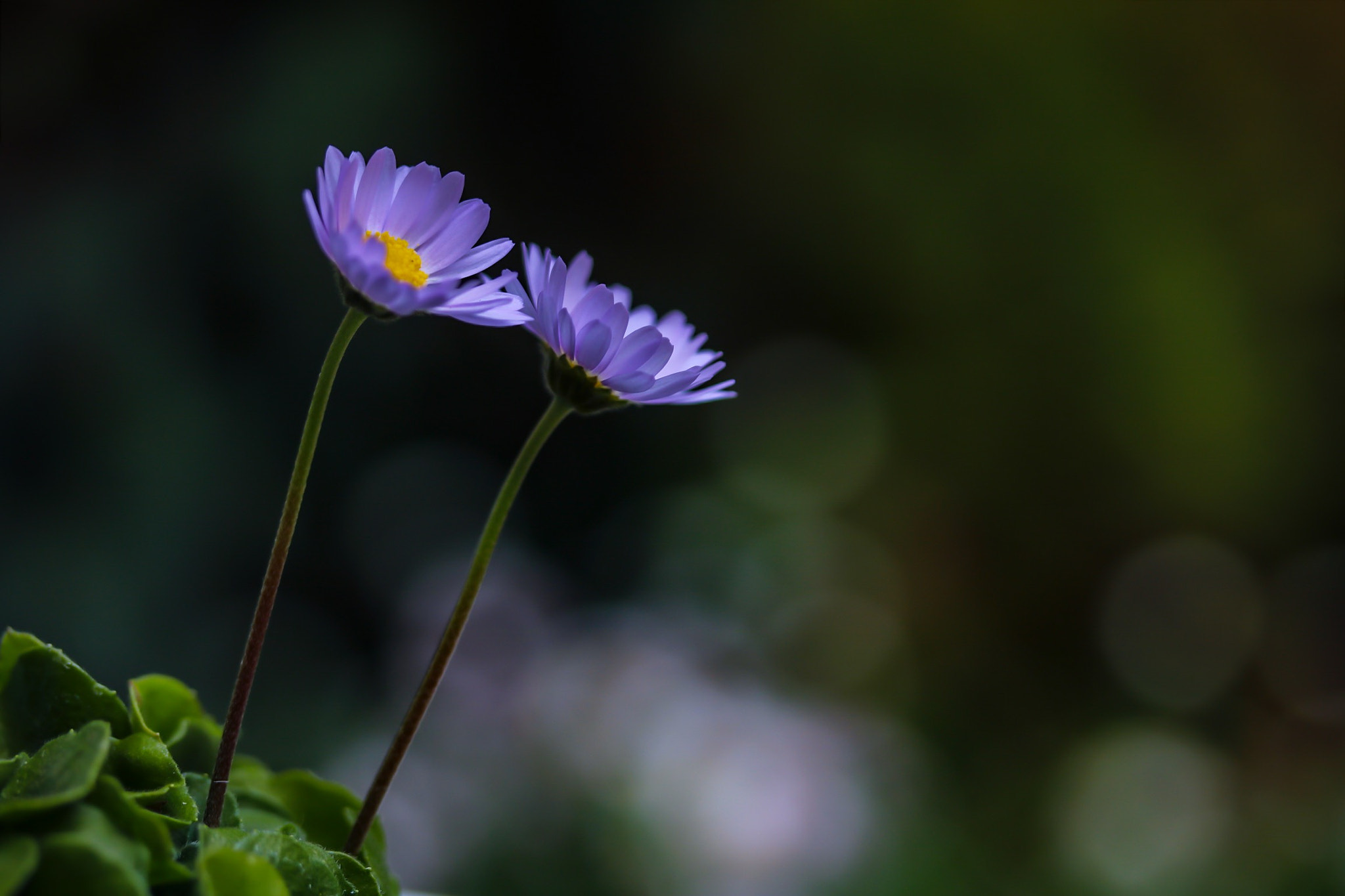 Canon EOS 760D (EOS Rebel T6s / EOS 8000D) + Canon EF-S 60mm F2.8 Macro USM sample photo. When i notice, you are always next to me photography