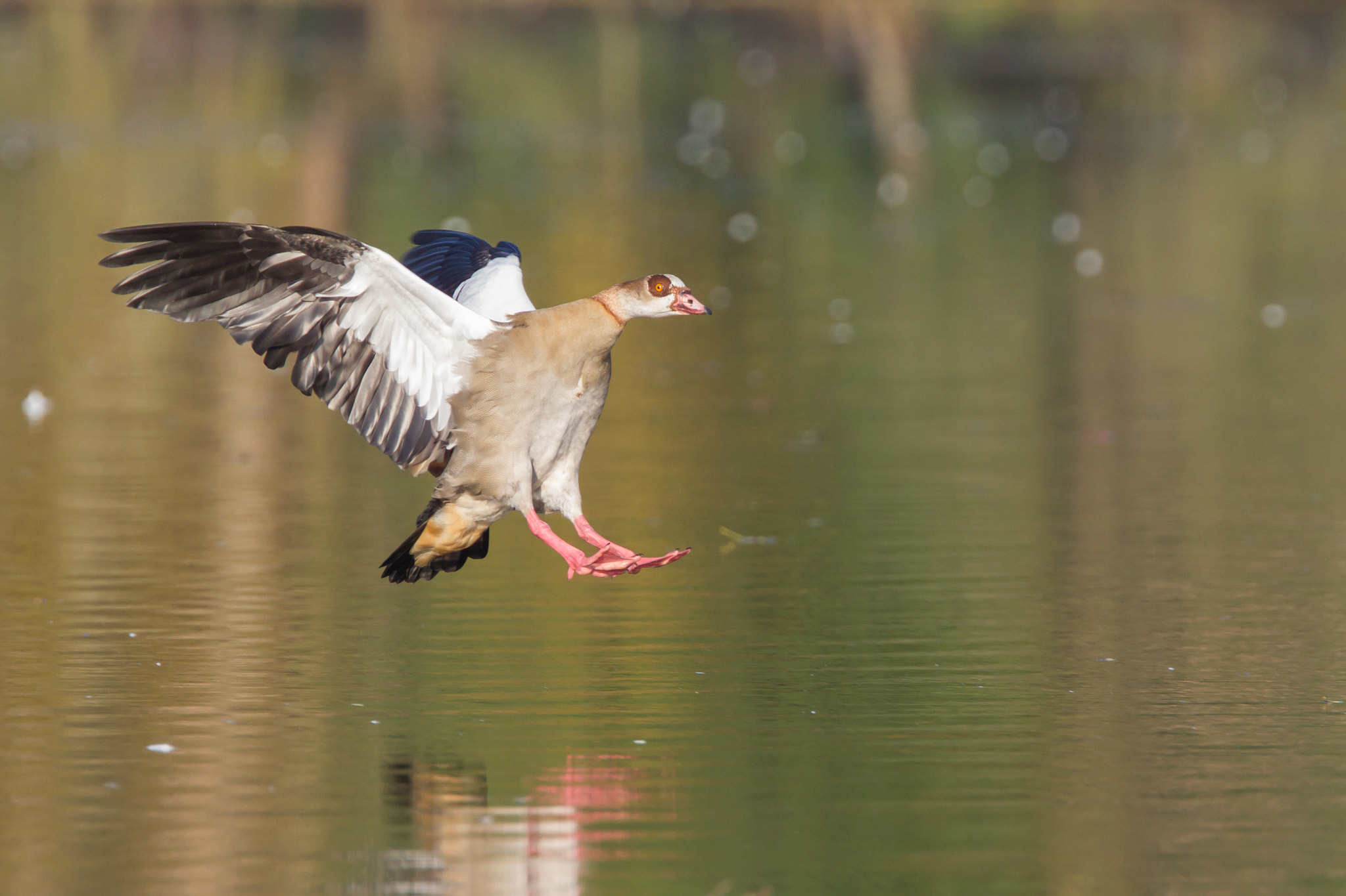 Canon EF 400mm F4.0 DO IS USM sample photo. Ready for landing photography