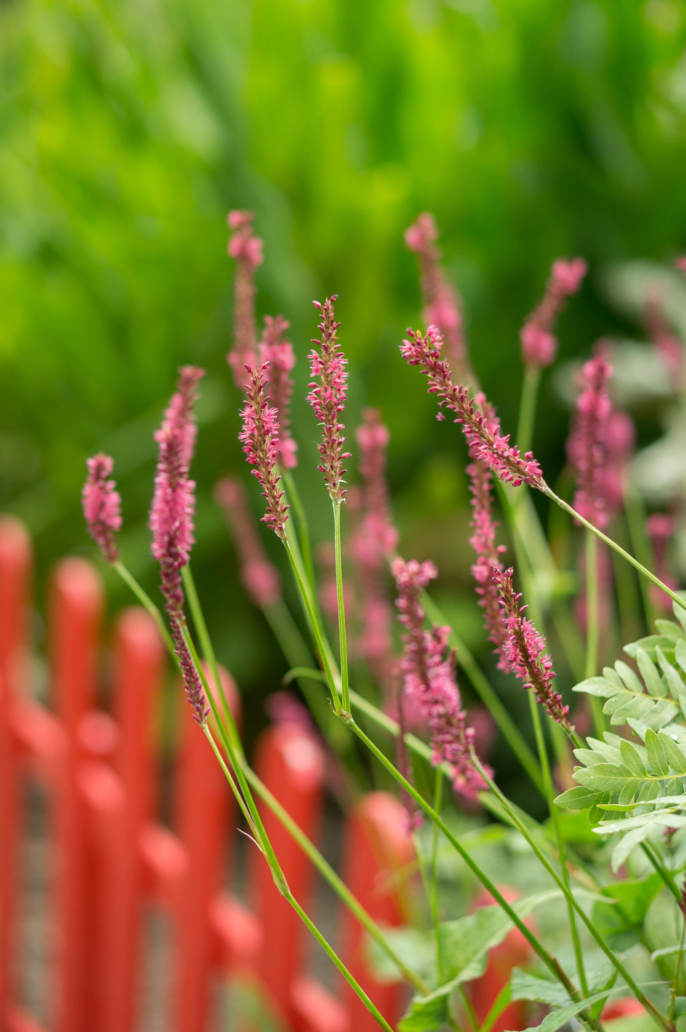 Sony Alpha NEX-5 + E 50mm F1.8 OSS sample photo. Just nature photography