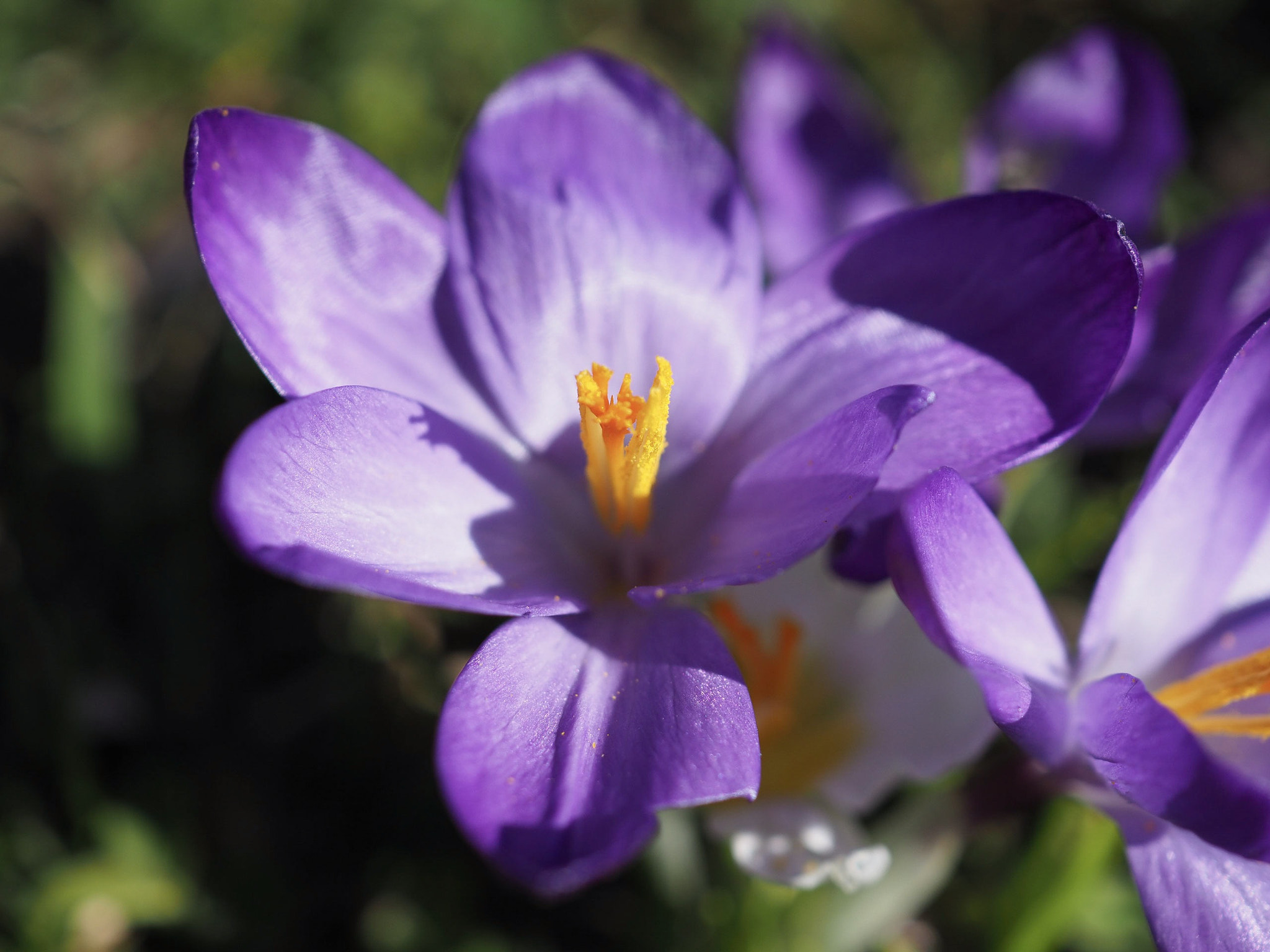 Olympus M.Zuiko Digital ED 30mm F3.5 Macro sample photo. Stacking photography