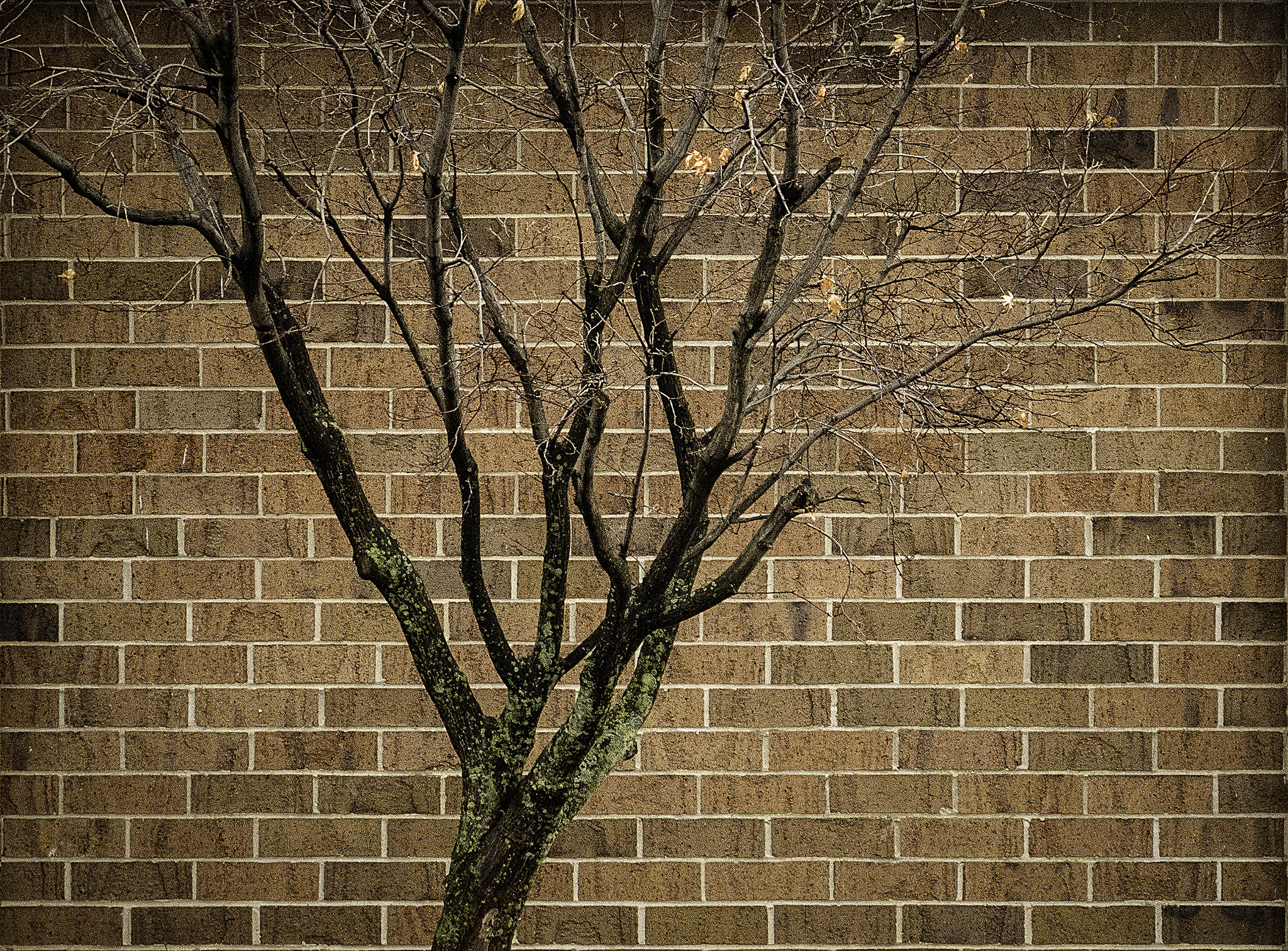 Canon EF-S 55-250mm F4-5.6 IS II sample photo. Photo on a gloomy day photography