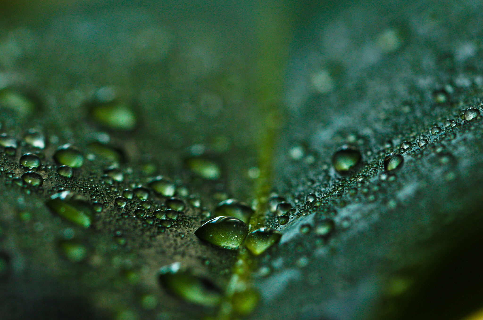 Nikon D5000 sample photo. Bokeh photography