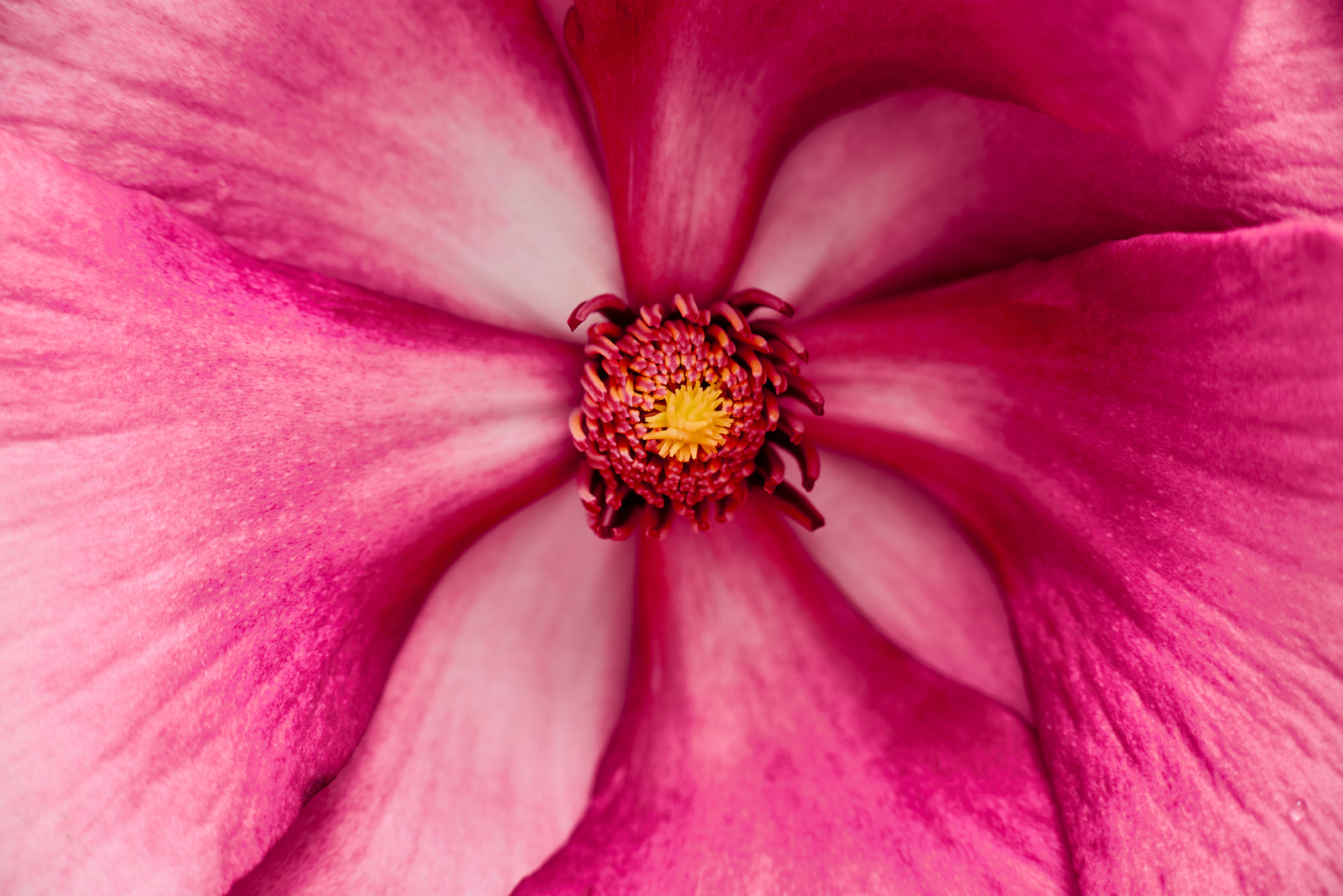 Nikon D800 sample photo. Magnolia photography