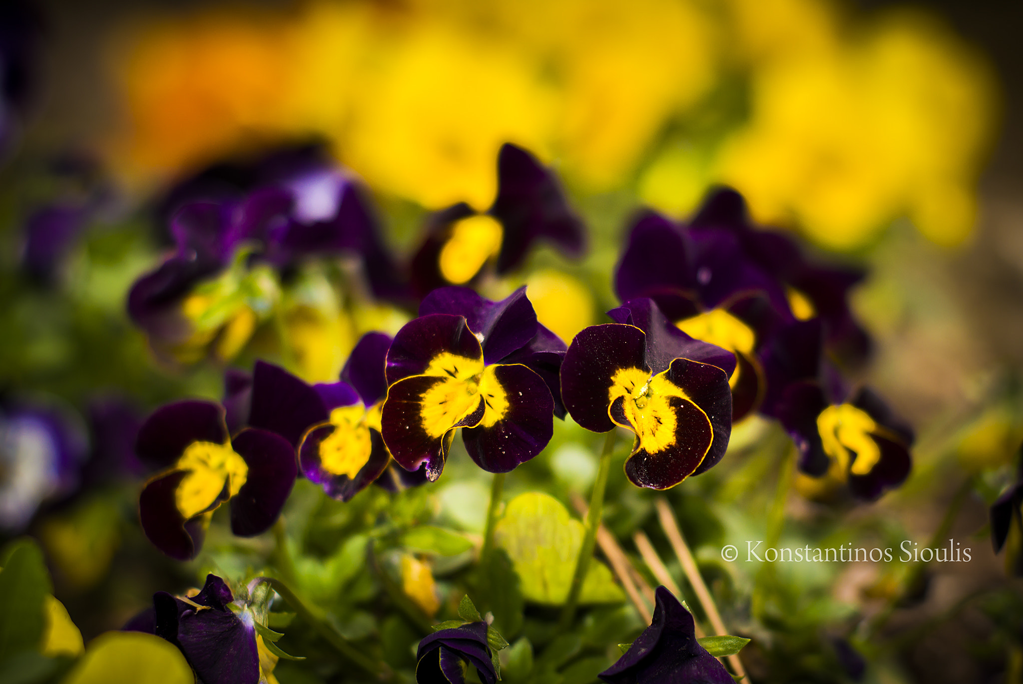 Nikon D3200 sample photo
