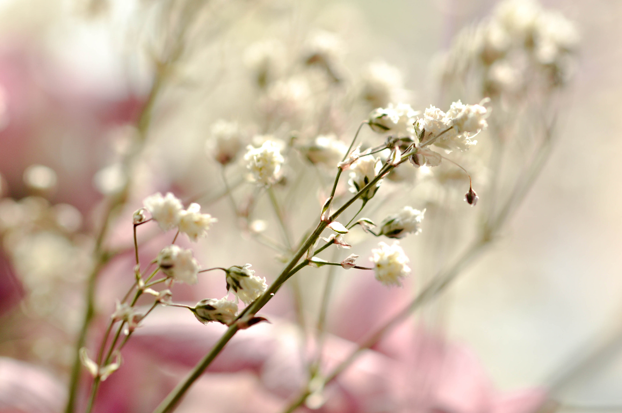 Nikon D5000 sample photo. Tones photography