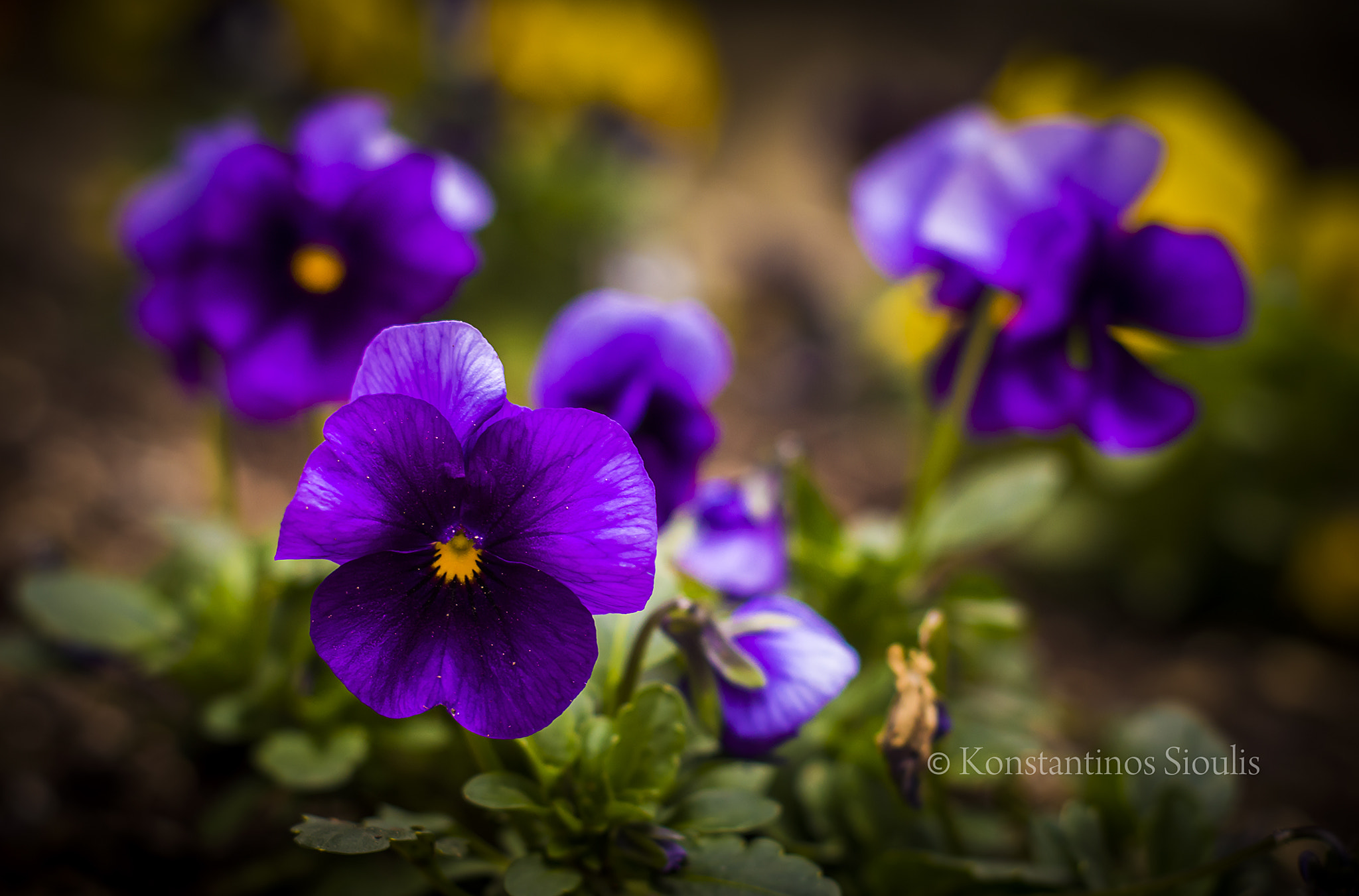 Nikon D3200 sample photo