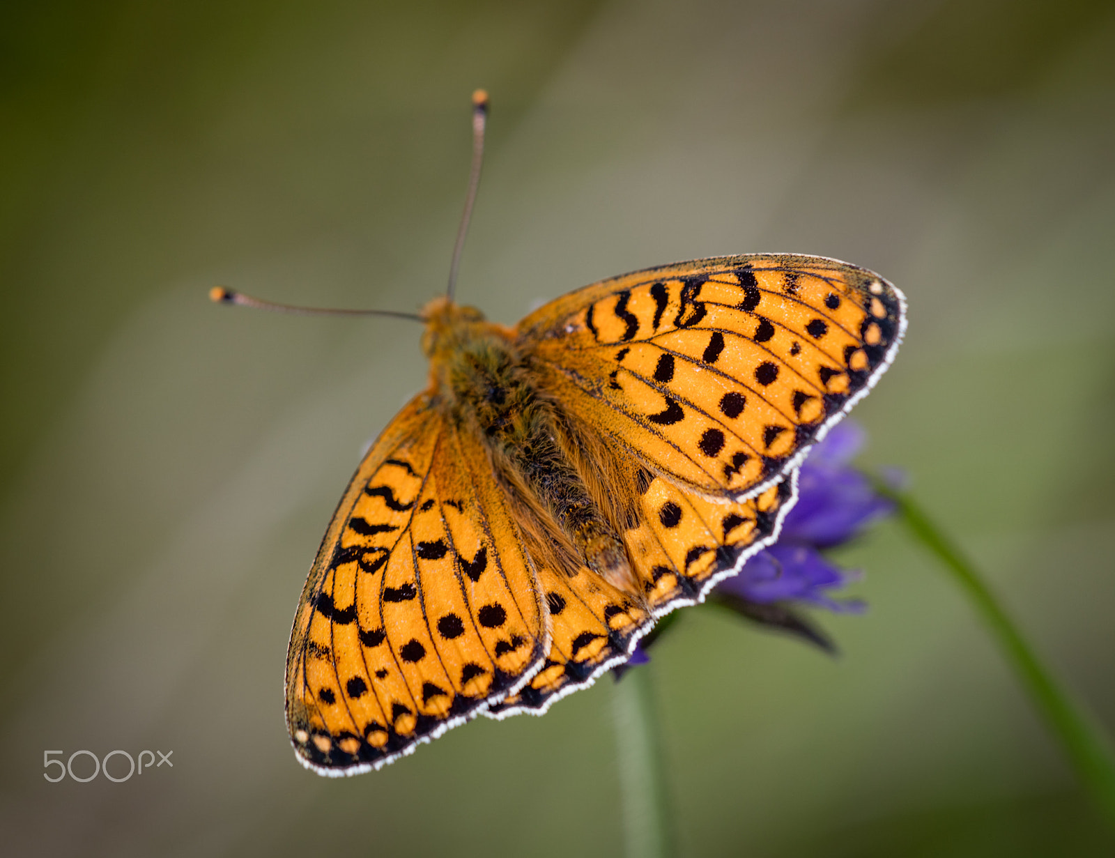 Canon EF 180mm F3.5L Macro USM sample photo. Perlemorsommerfugl photography