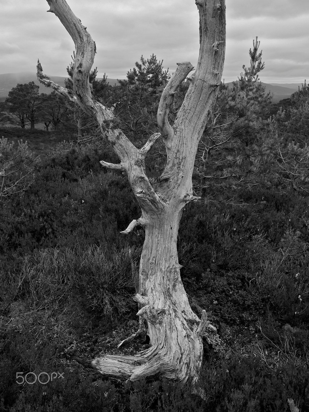 Panasonic Lumix DMC-G1 sample photo. Walk to loch eanaich, cairngorms, scotland. photography