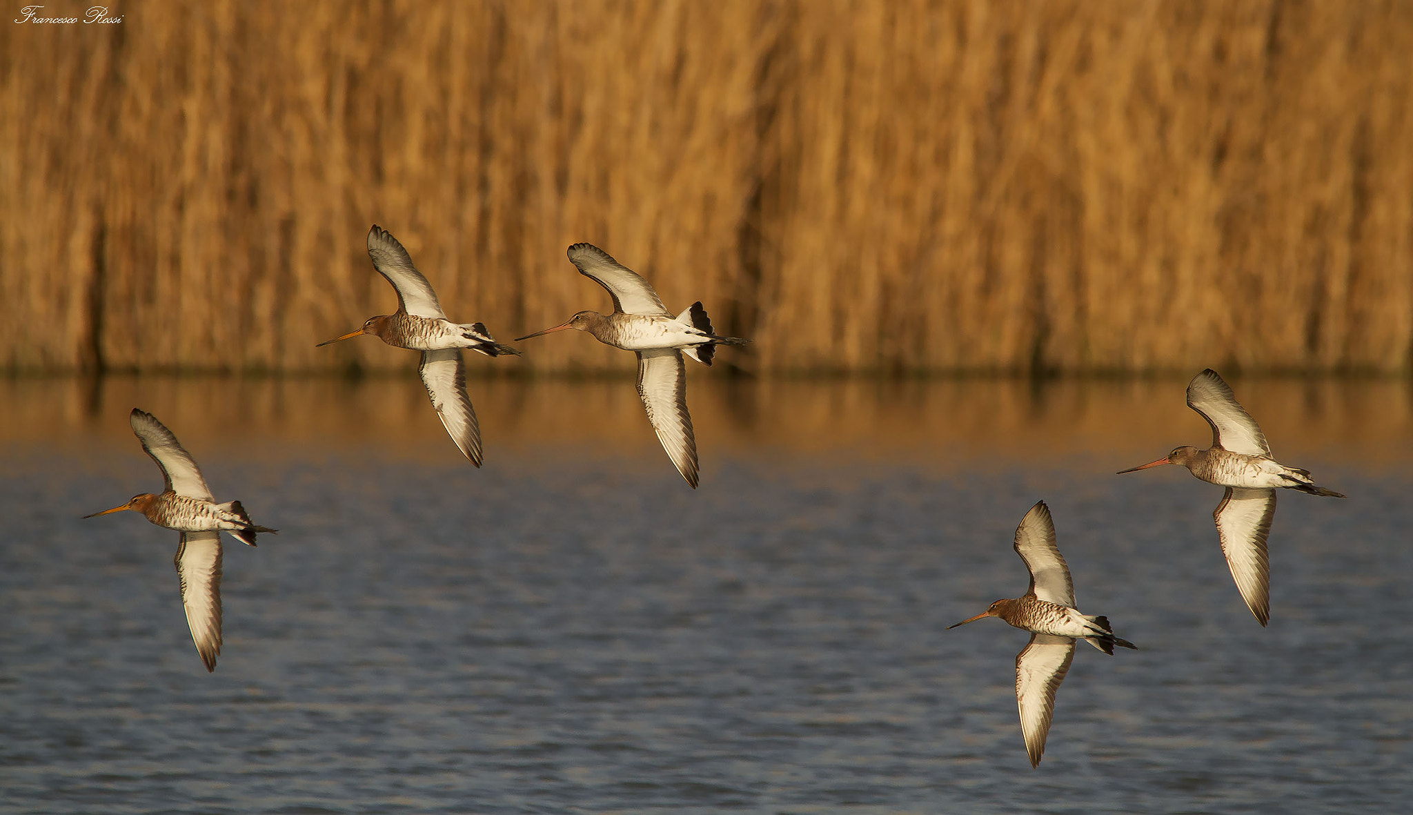 Sigma 150-500mm F5-6.3 DG OS HSM sample photo. Red tailed godwits, pittime reali  photography