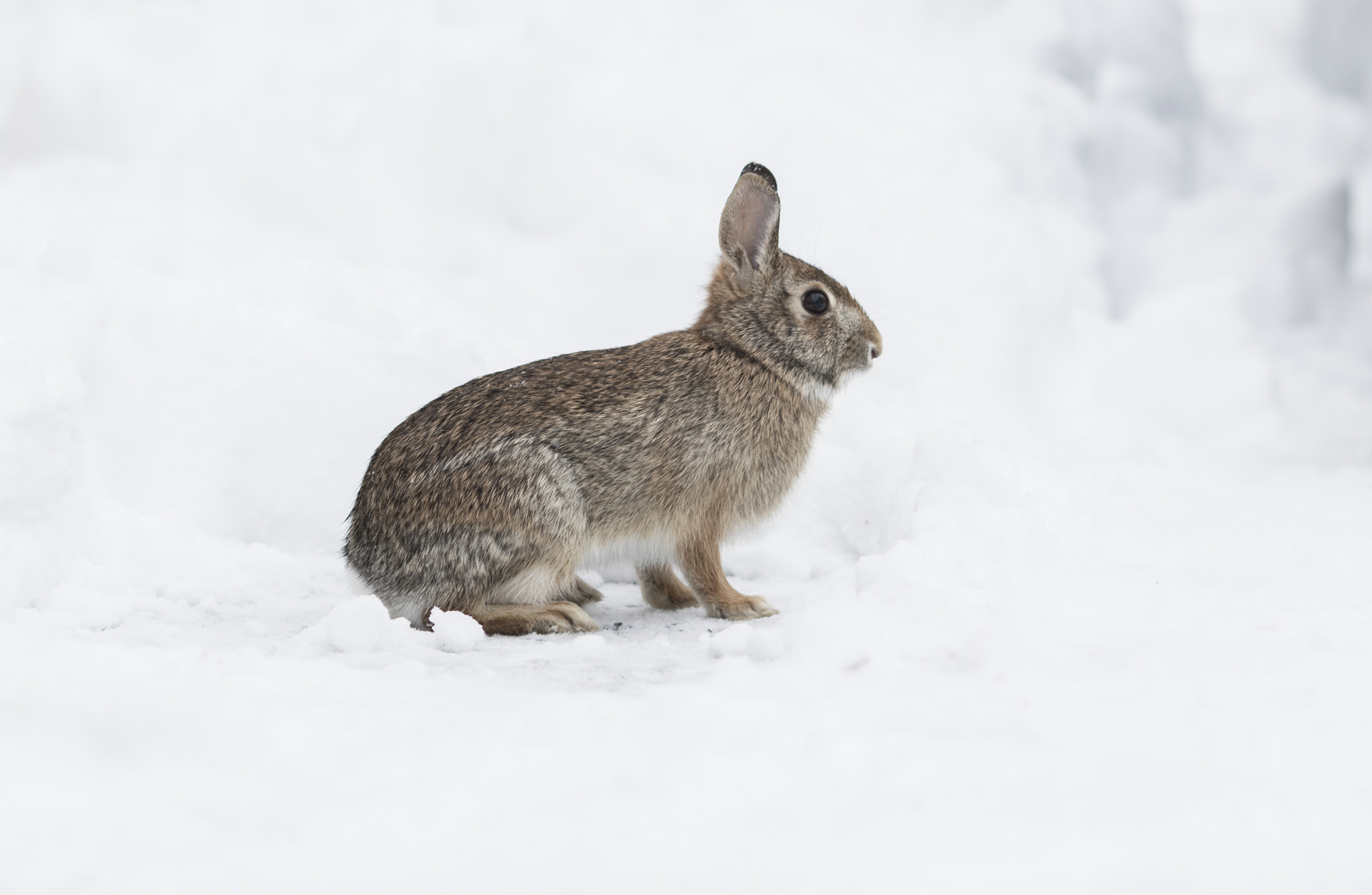 Canon EOS 7D Mark II + Canon EF 135mm F2L USM sample photo. Winter bunny photography