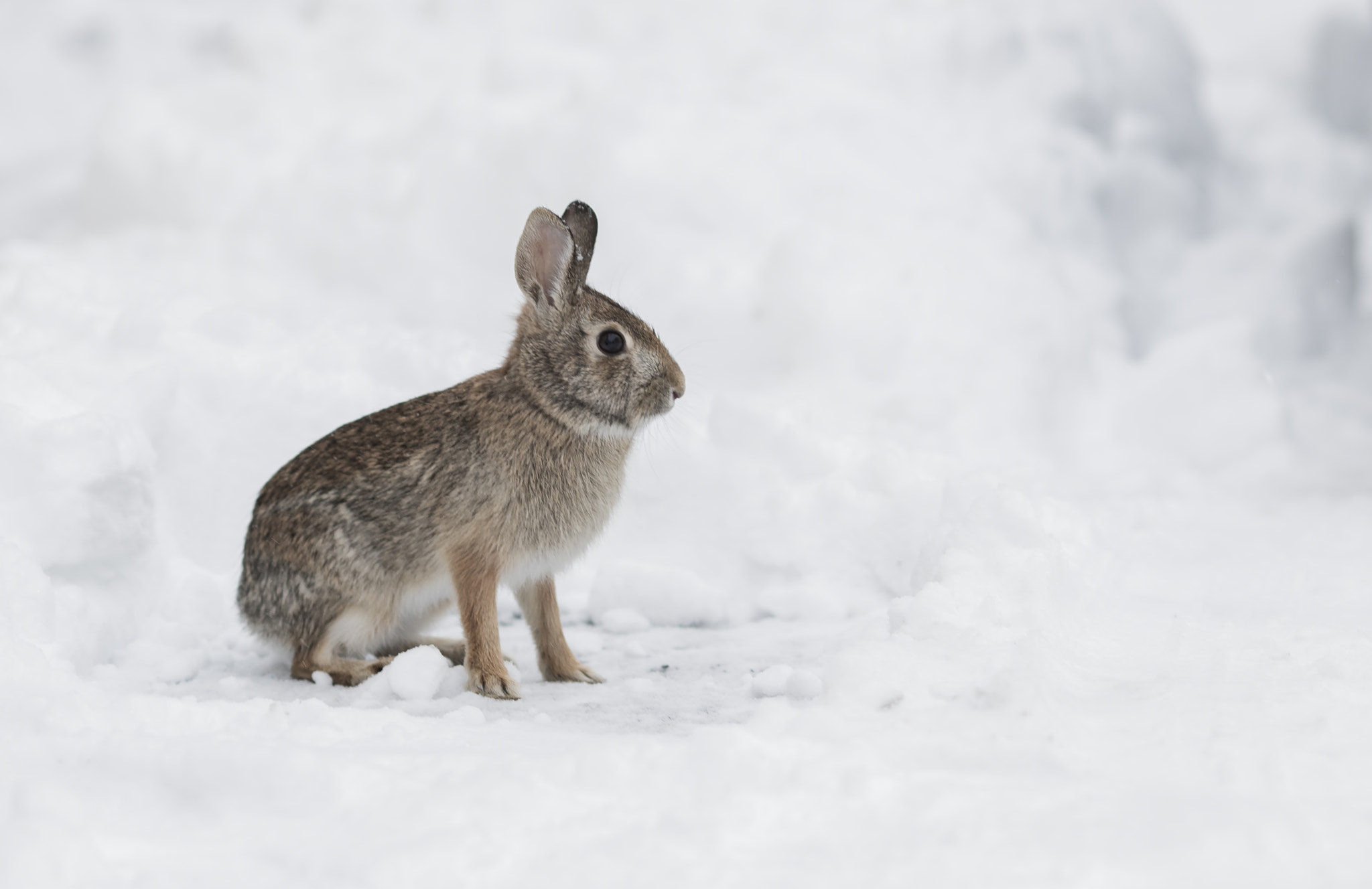 Canon EOS 7D Mark II + Canon EF 135mm F2L USM sample photo. Winter bunny photography