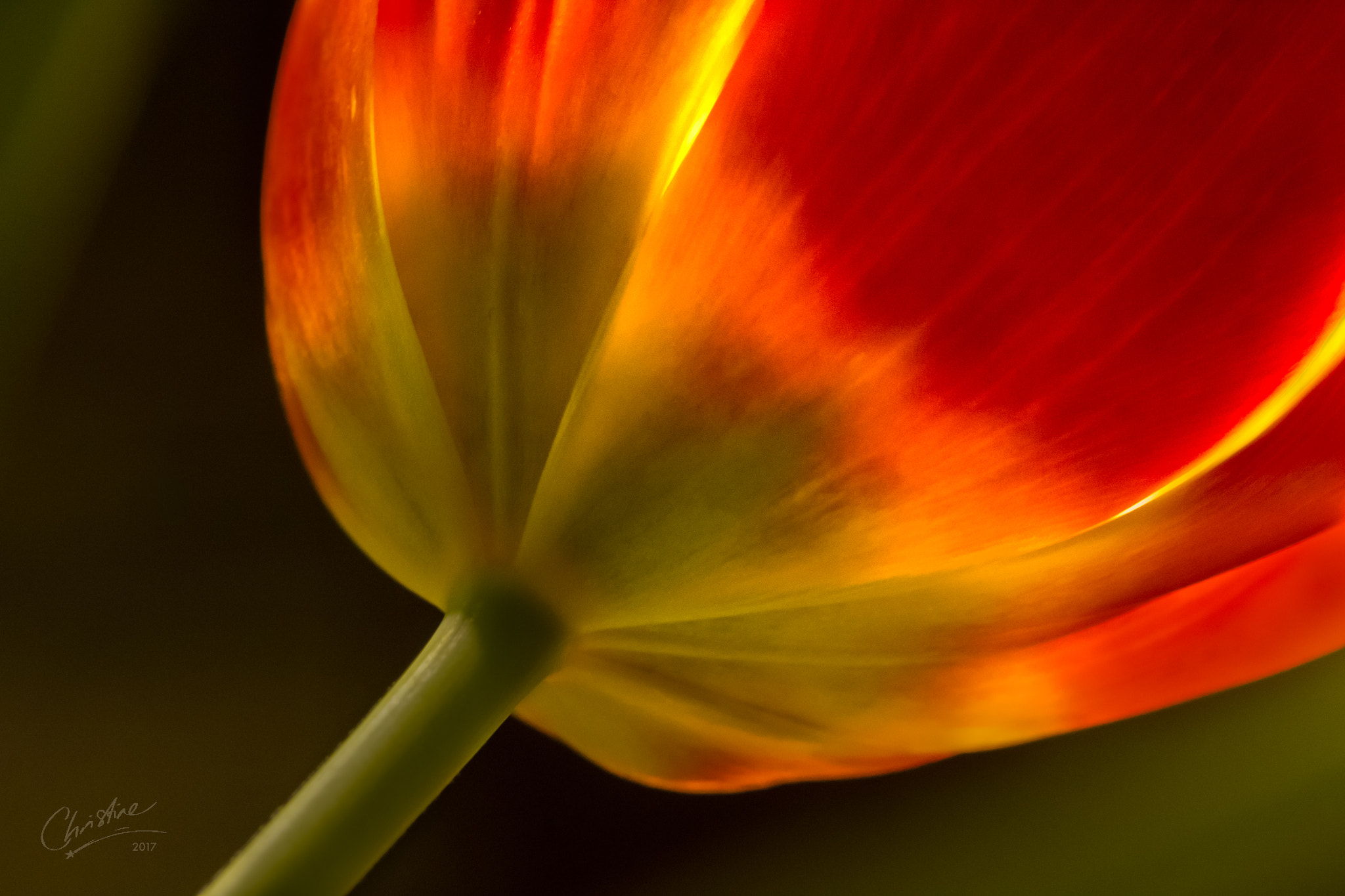 Canon EF-S 60mm F2.8 Macro USM sample photo. Enlightened tulip photography