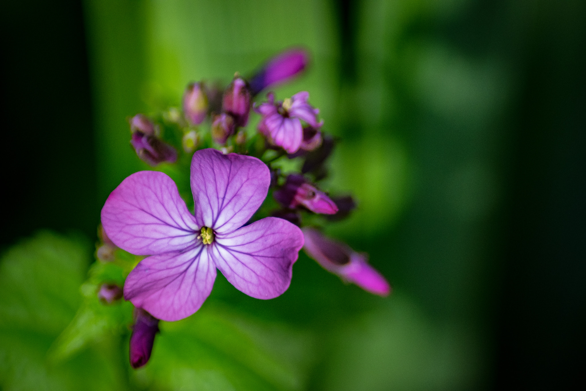 Nikon D5500 sample photo. Flor selvagem lilas photography