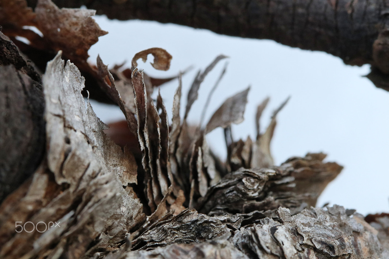 Canon EF 100mm F2.8 Macro USM sample photo. Micro nature photography