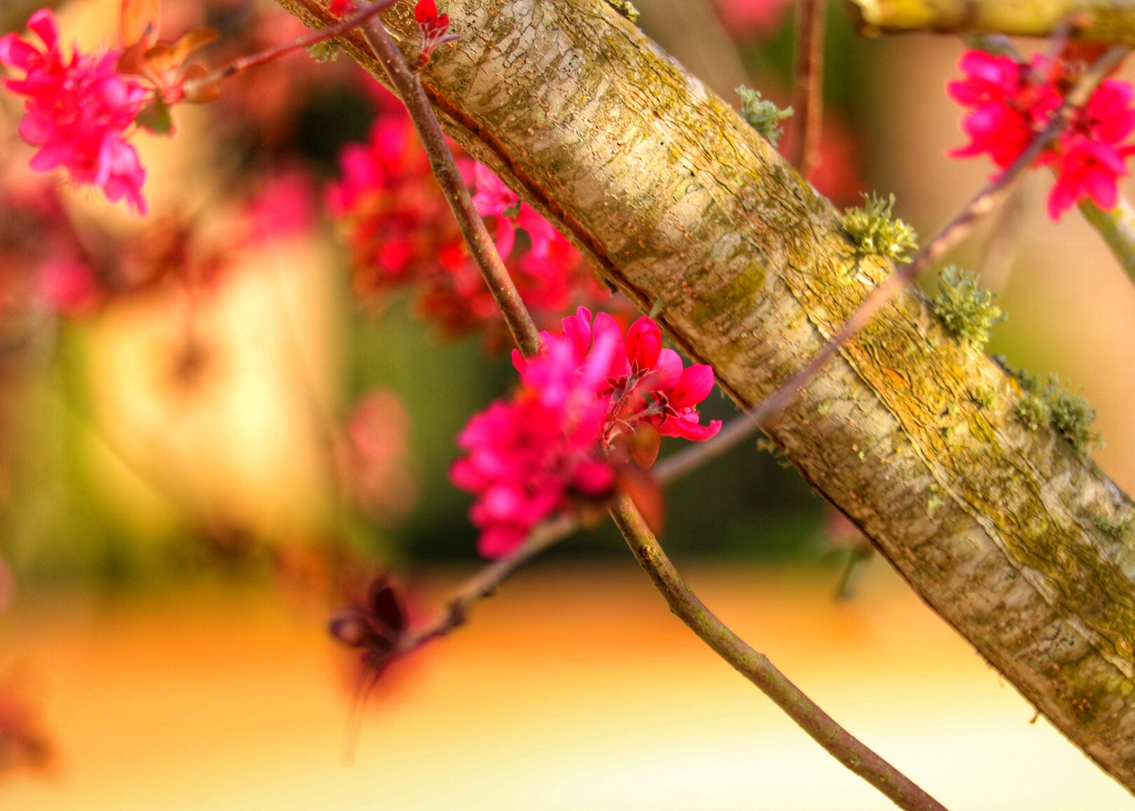 Canon EF-S 55-250mm F4-5.6 IS STM sample photo. First bloom photography