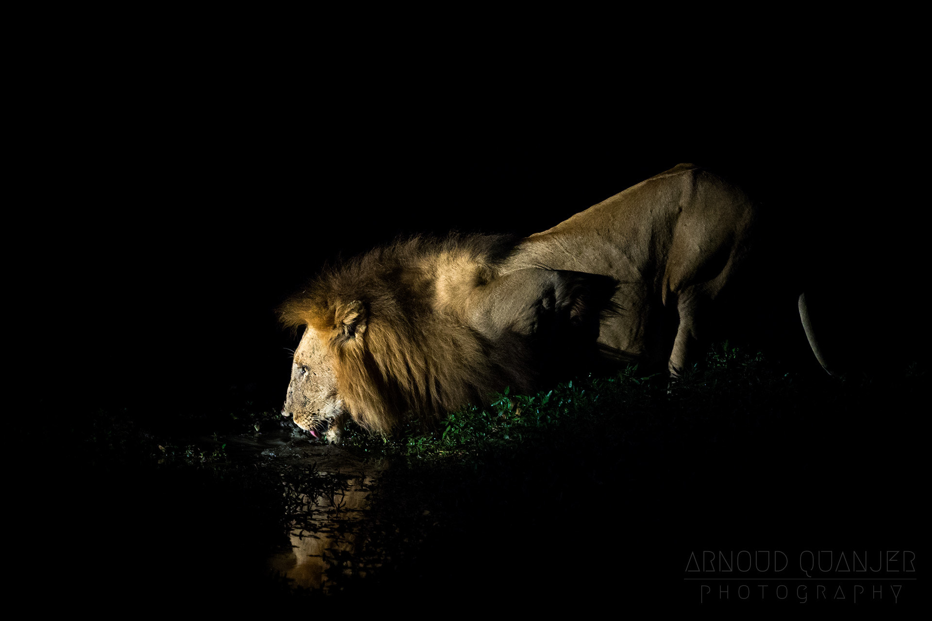 Canon EOS-1D X sample photo. Low light lion photography
