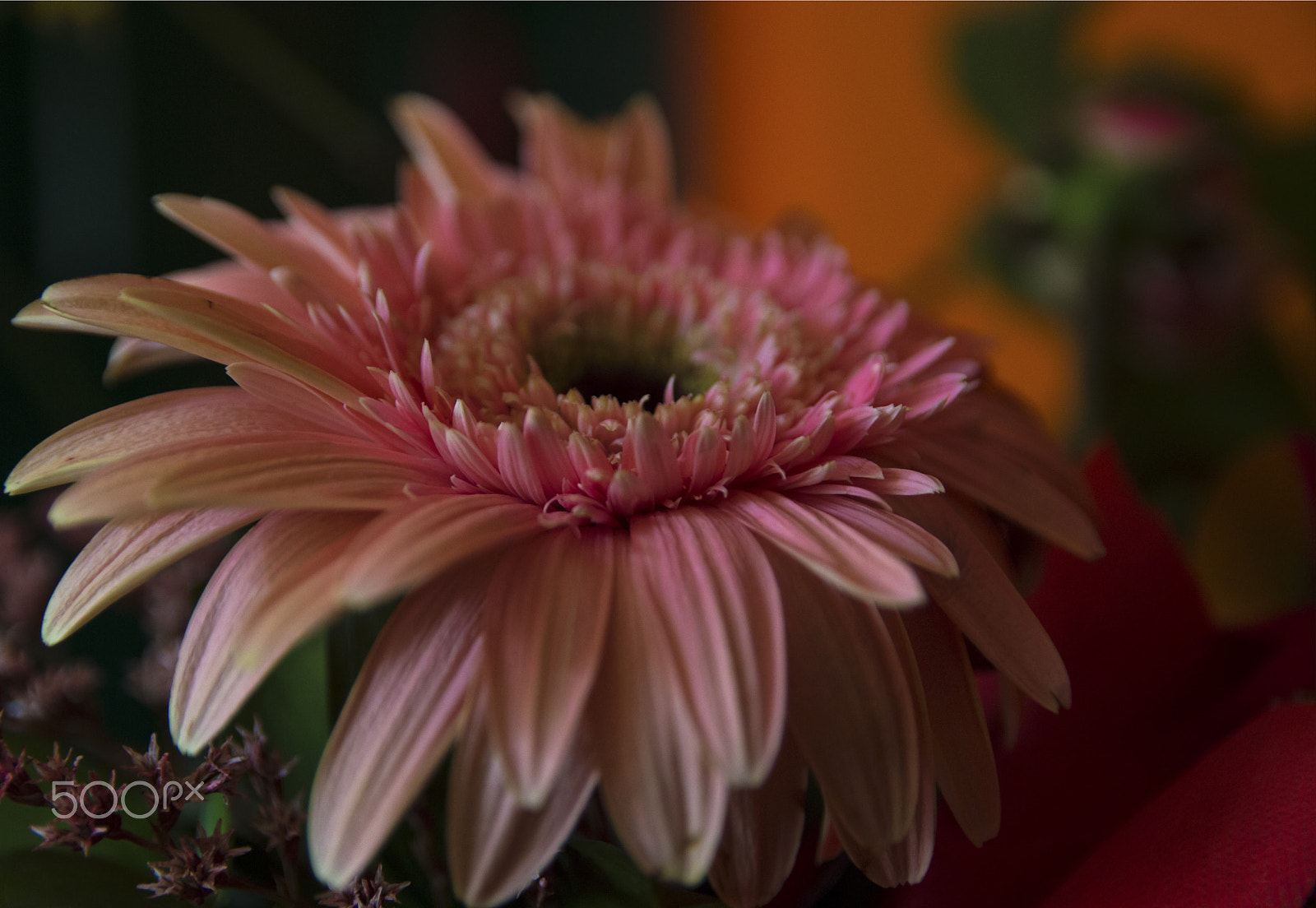 Sigma 17-50mm F2.8 EX DC OS HSM sample photo. Pinky photography