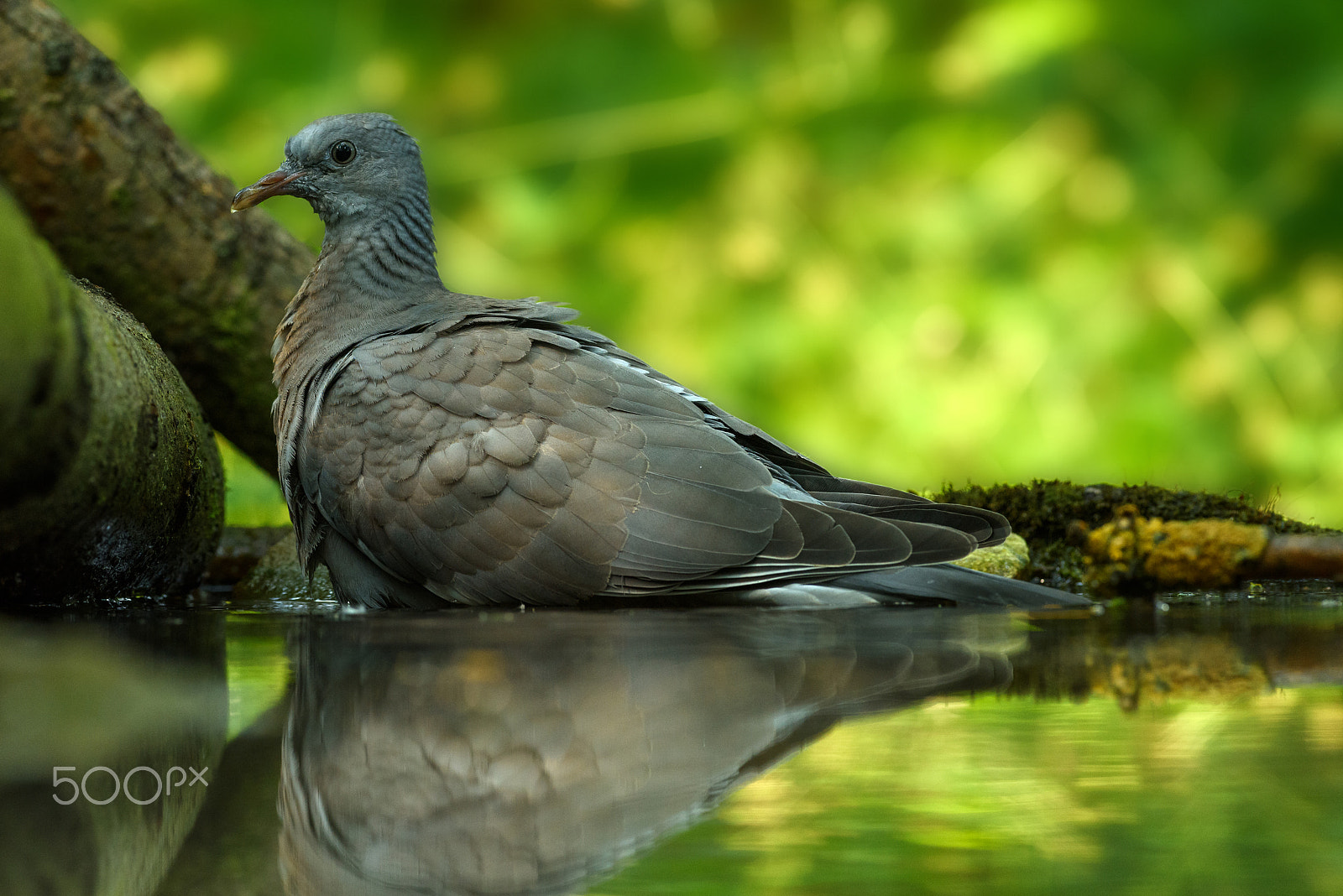 Nikon AF-S Nikkor 300mm F2.8G ED VR II sample photo. Wild pigeon photography