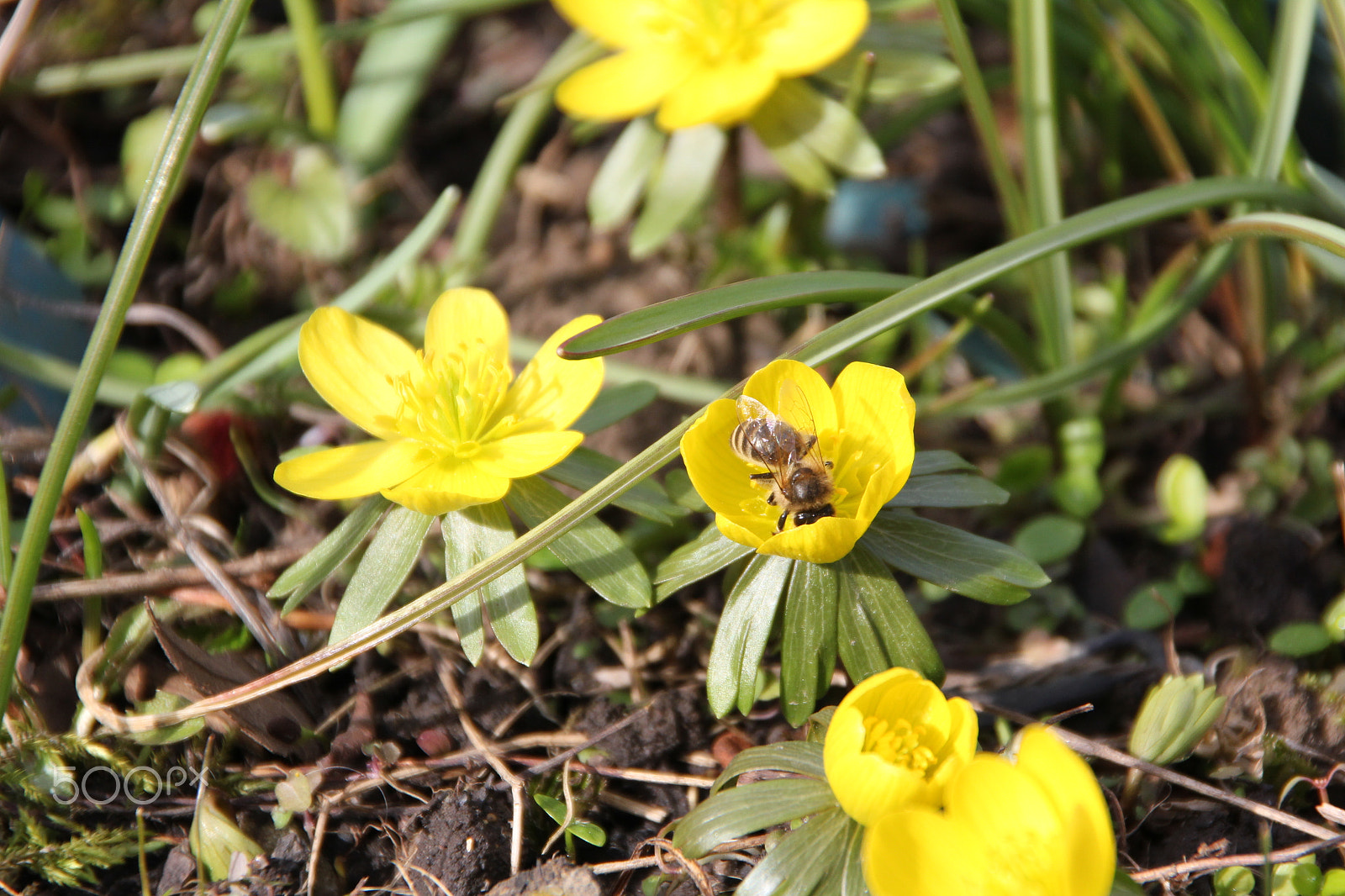 Canon EOS 550D (EOS Rebel T2i / EOS Kiss X4) sample photo. Bee on blossom photography