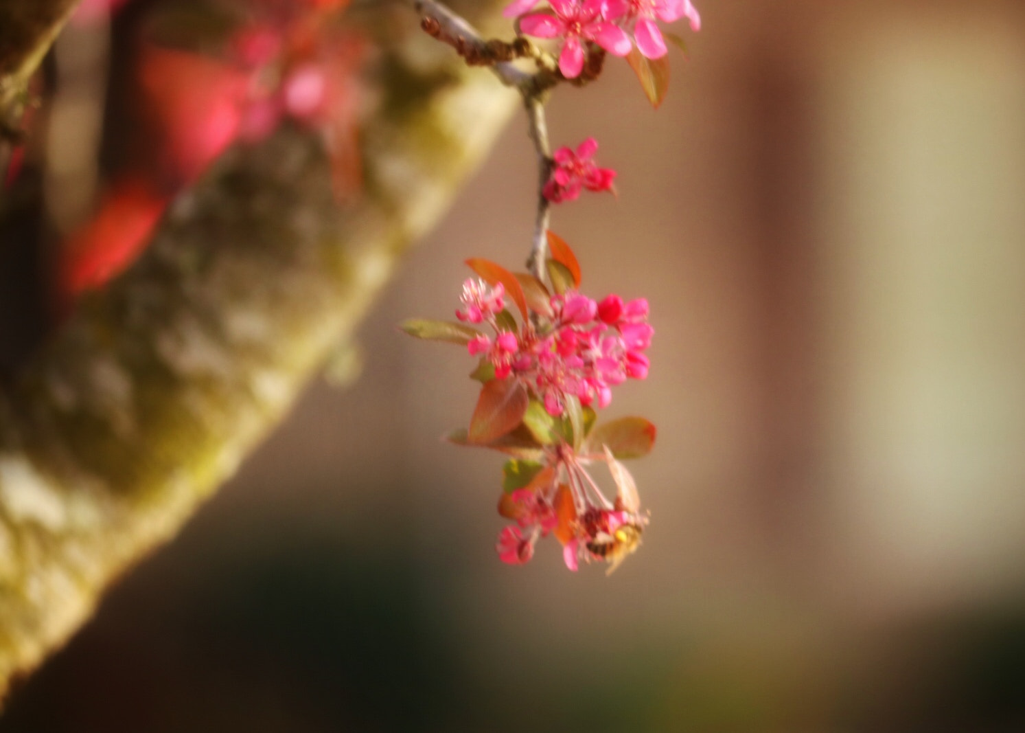 Canon EF-S 55-250mm F4-5.6 IS STM sample photo. Little harvester photography