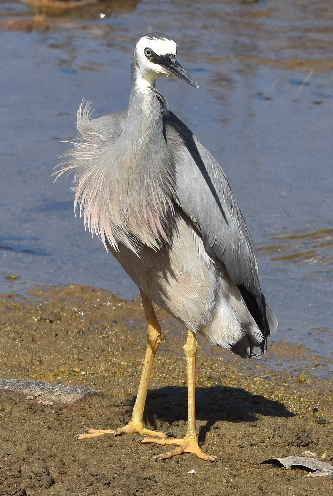 Nikon AF-S Nikkor 70-200mm F4G ED VR sample photo. White-faced heron photography