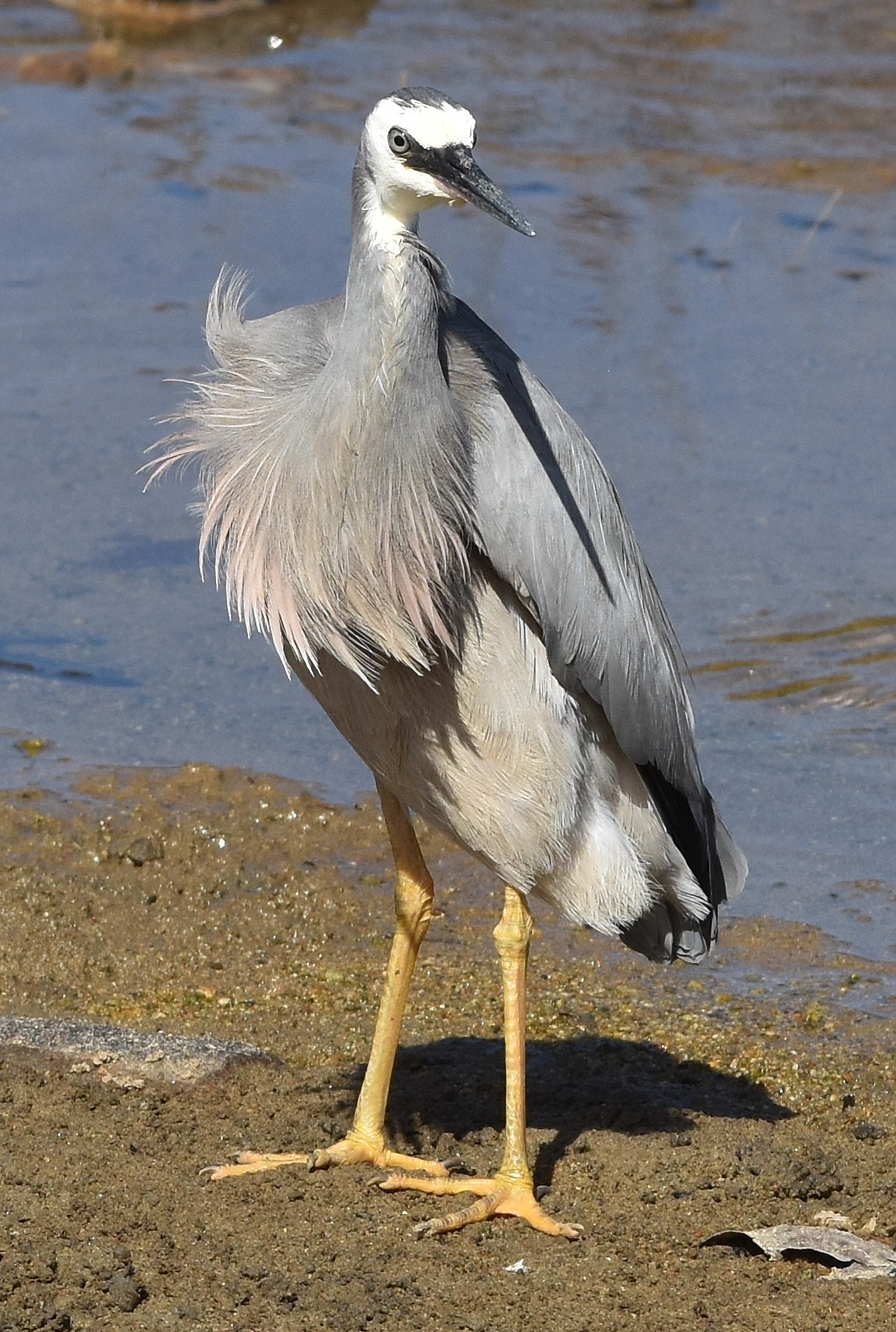 Nikon D7200 + Nikon AF-S Nikkor 70-200mm F4G ED VR sample photo. White-faced heron photography