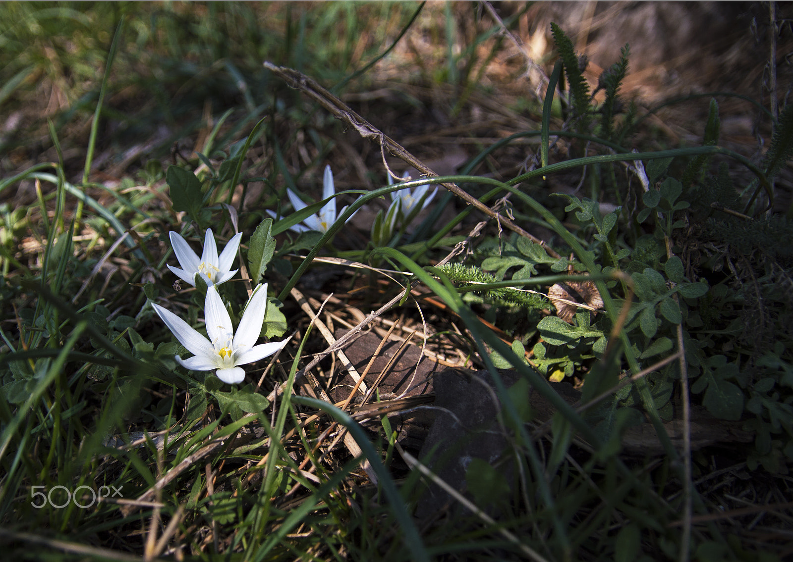 Sigma 17-50mm F2.8 EX DC OS HSM sample photo. In the sun and the shade photography