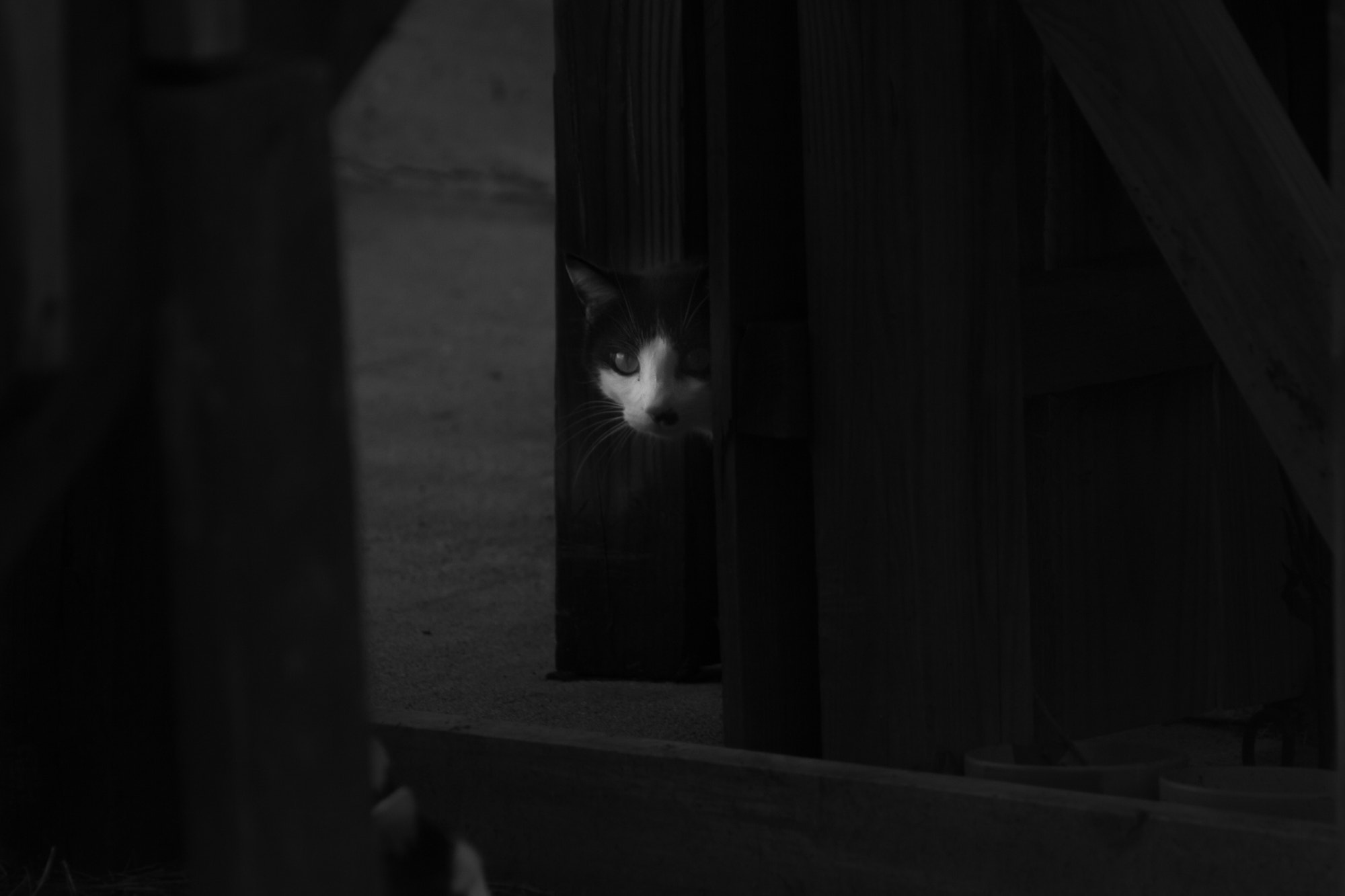Canon EOS 700D (EOS Rebel T5i / EOS Kiss X7i) sample photo. Hide and seek (kitty style) photography