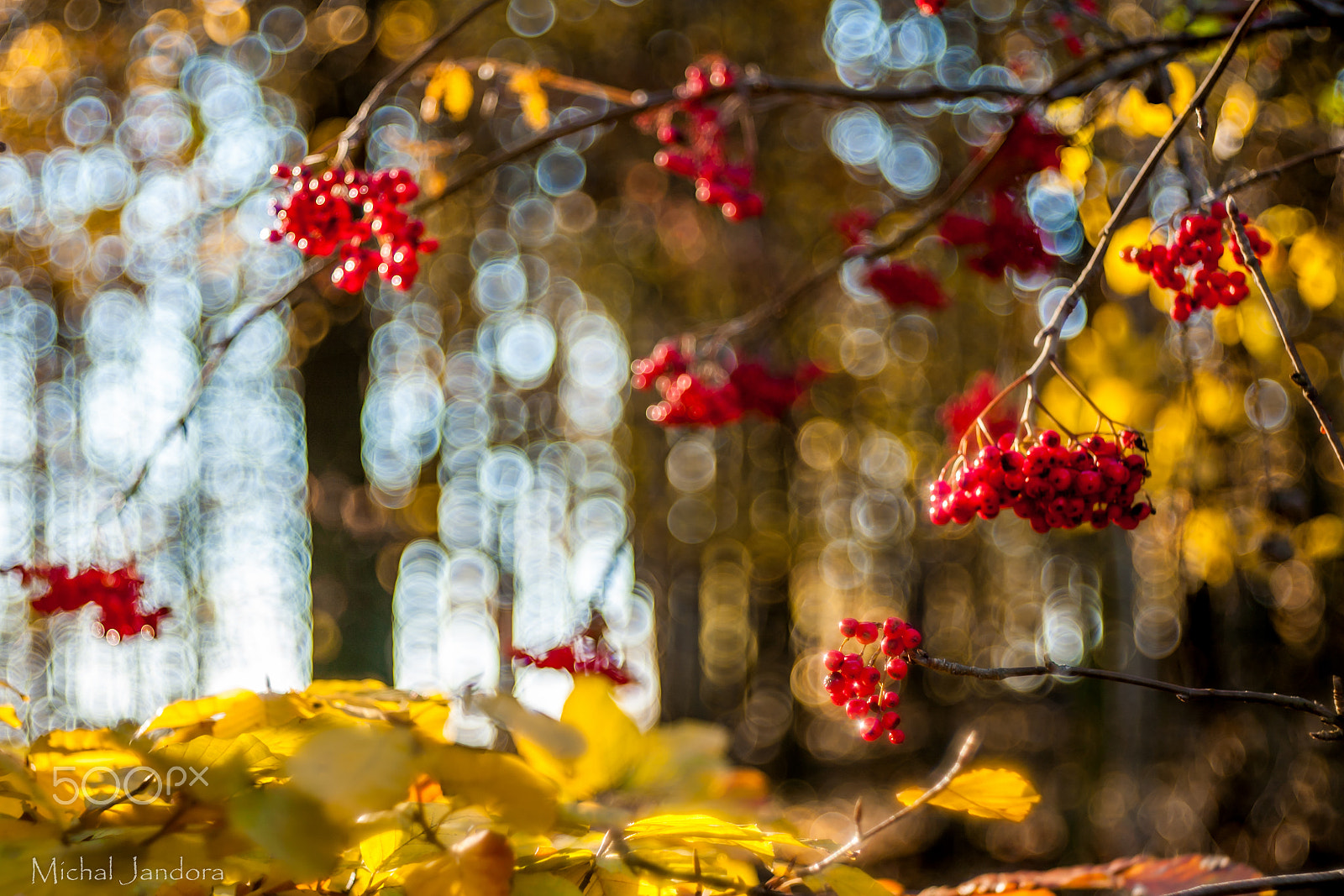 Canon EF 35-80mm f/4-5.6 sample photo. Autumn painting photography